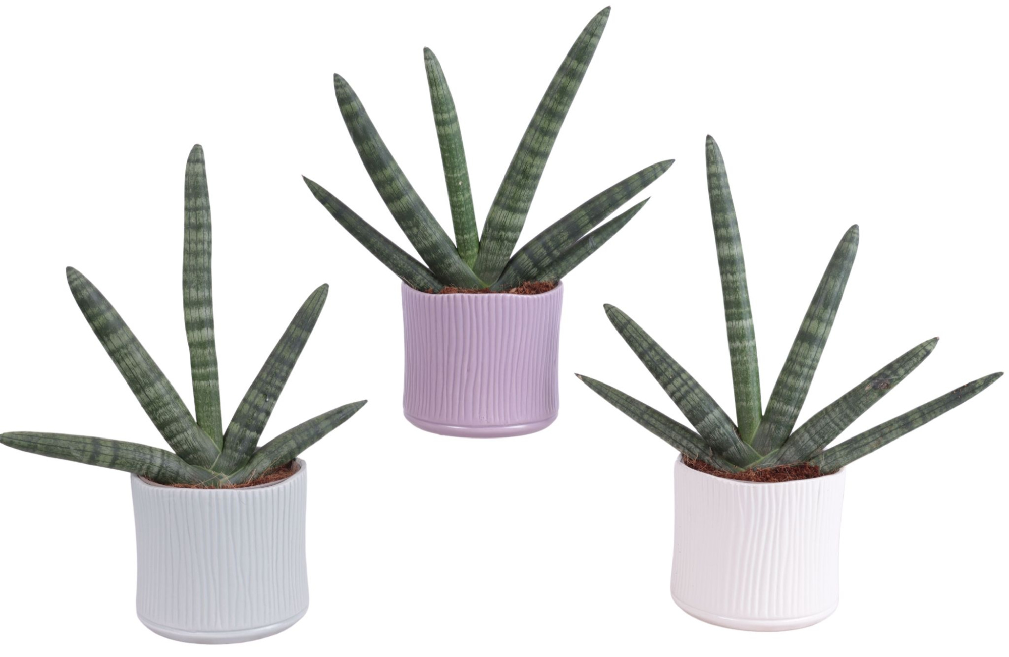 Sansevieria Cylindrica Handshake in Ø13cm Ceramic SE570, D 13