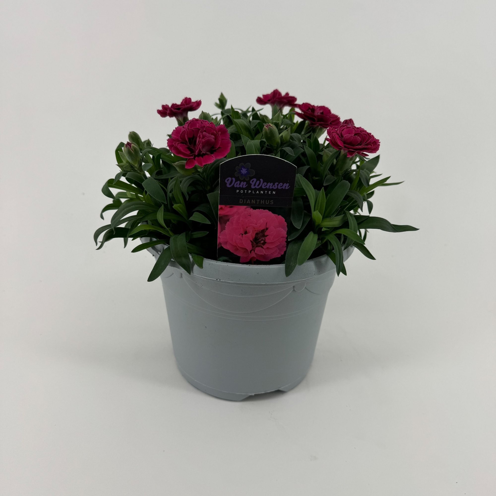 Dianthus 'Oscar' Purple Wings, D 17 cm