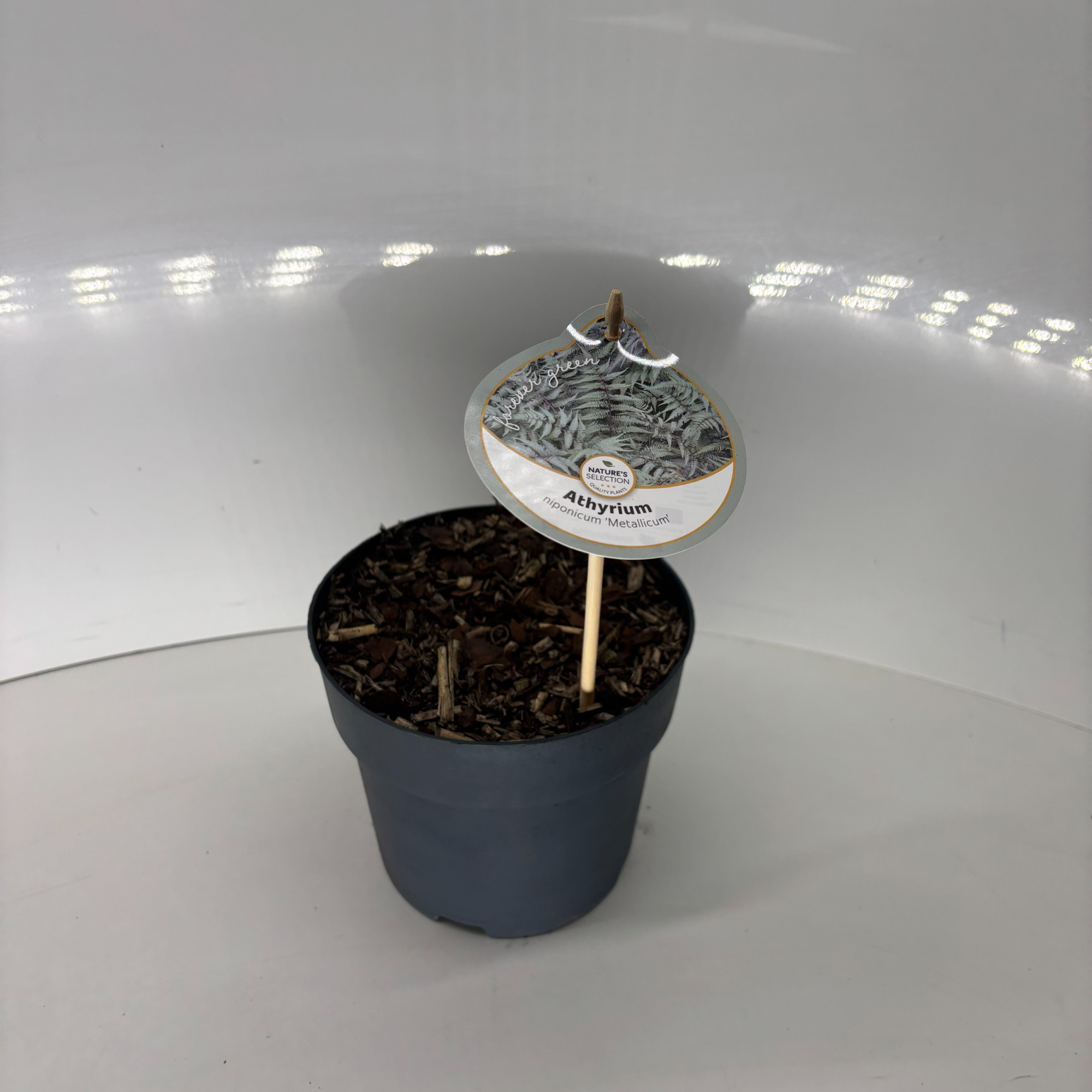 Athyrium niponicum 'Metallicum', D 17