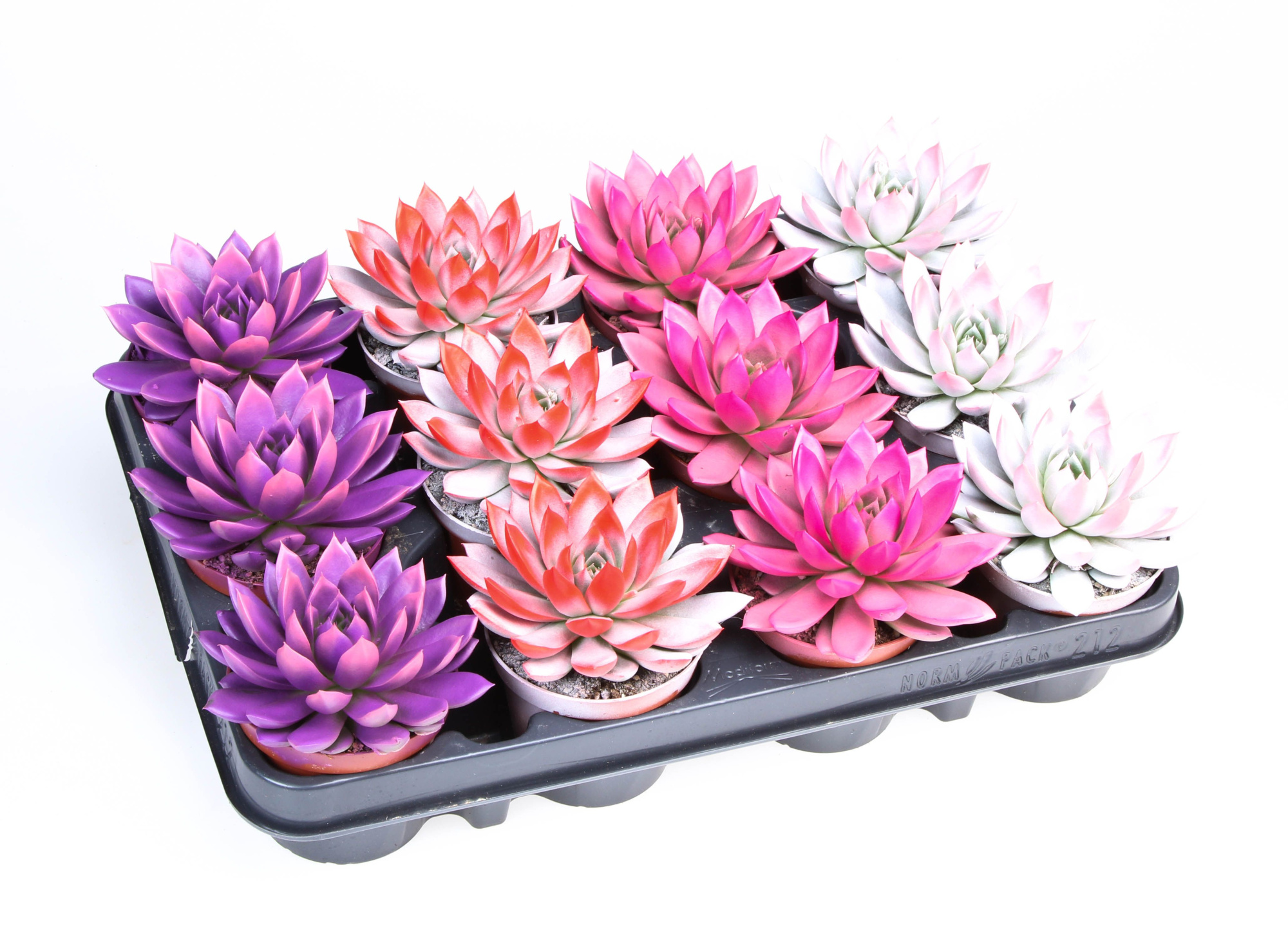 2 Colors love mix, D 8,5 cm