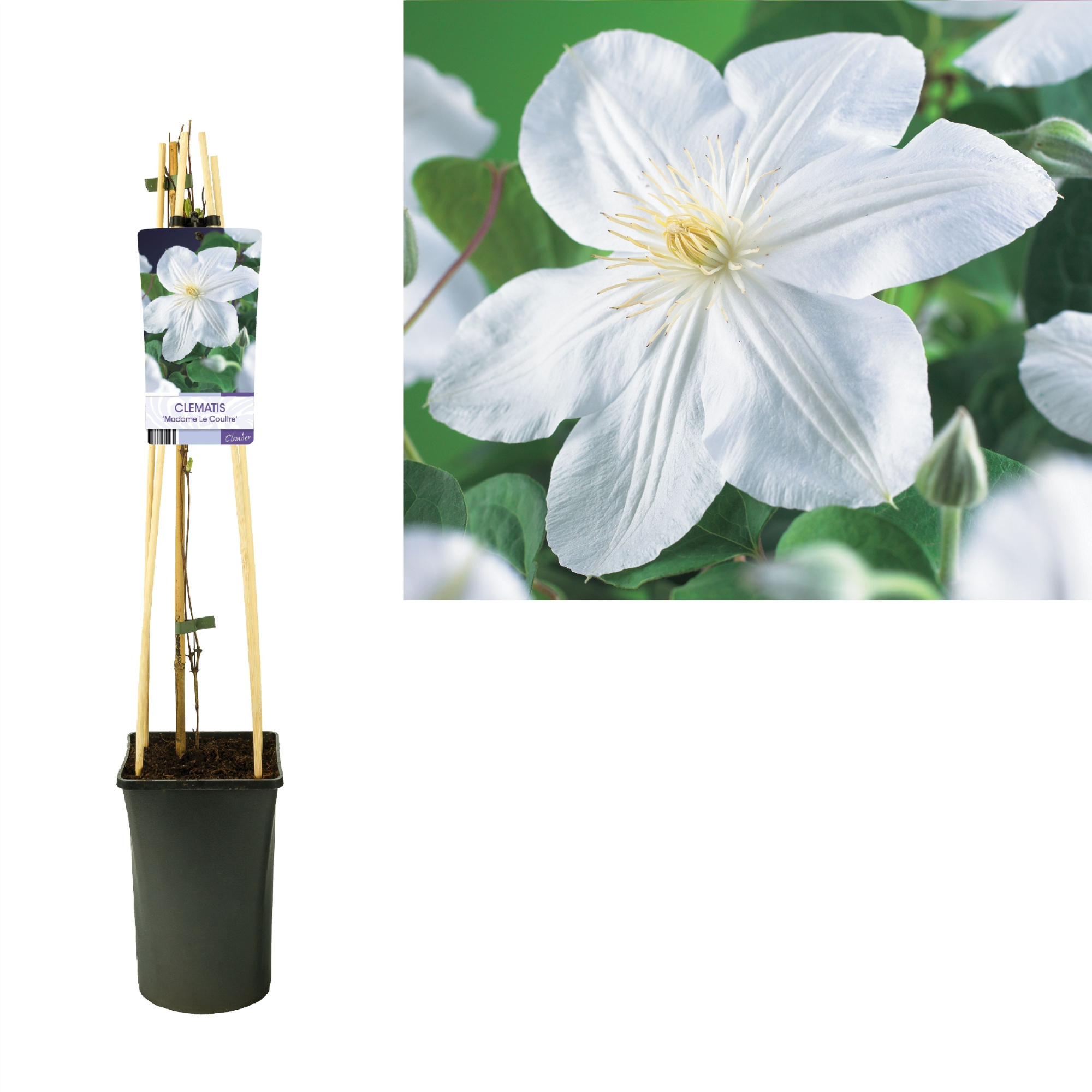 Clematis 'Madame Le Coultre' +light label, D 17 cm
