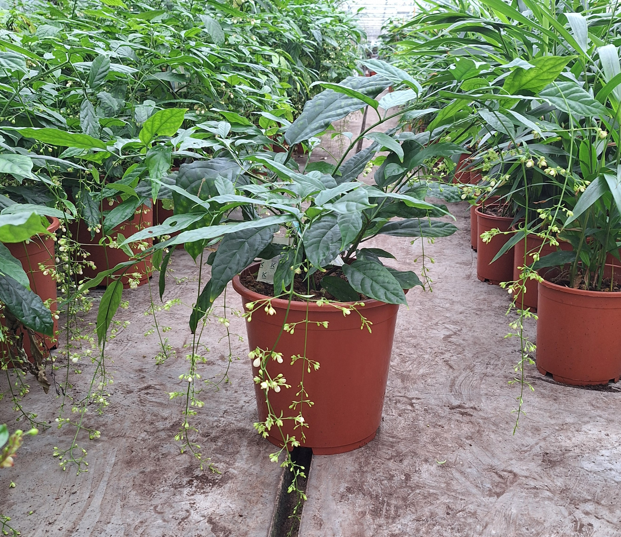 Clerodendrum smithianum, D 27