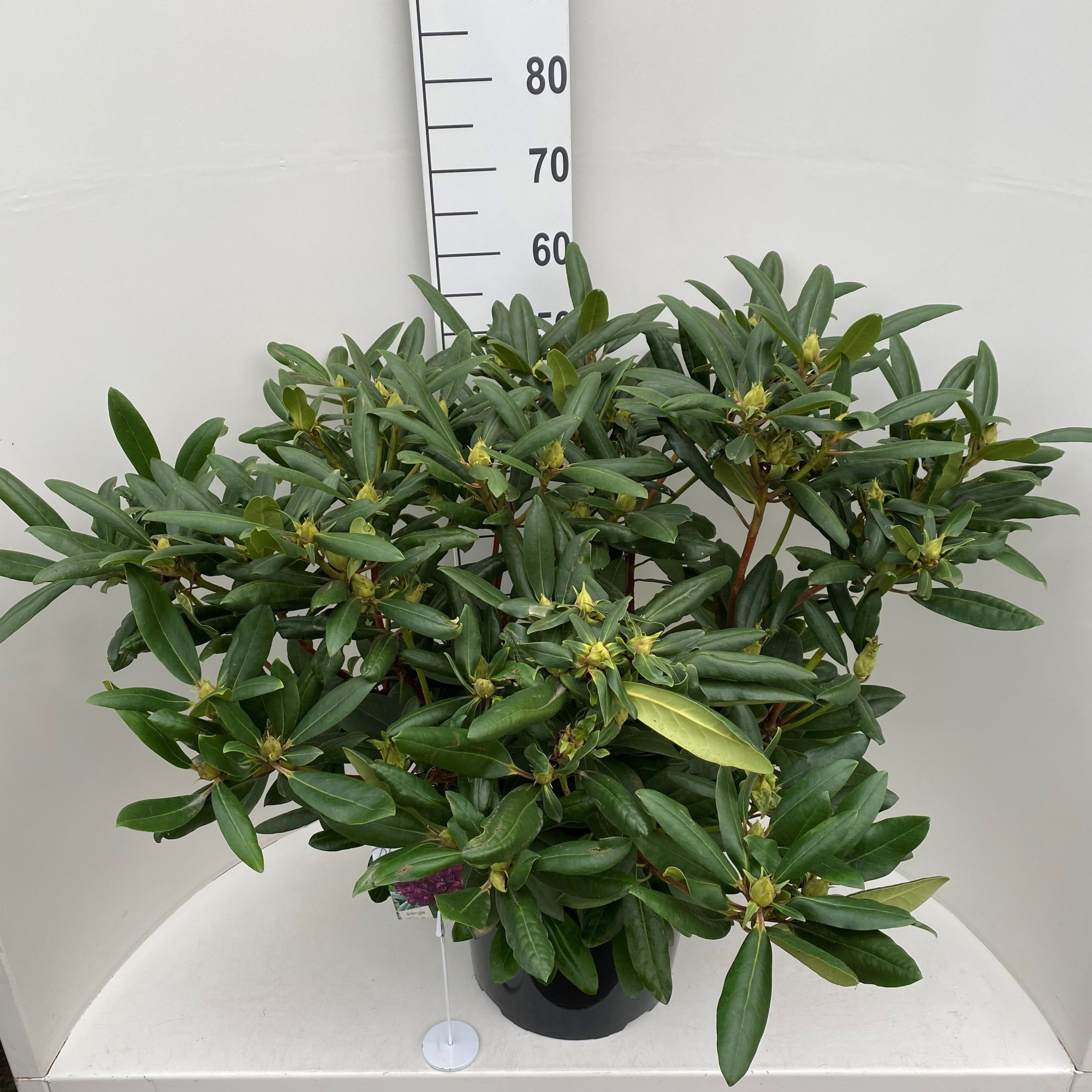 Rhododendron 'Marcel Menard', D 36