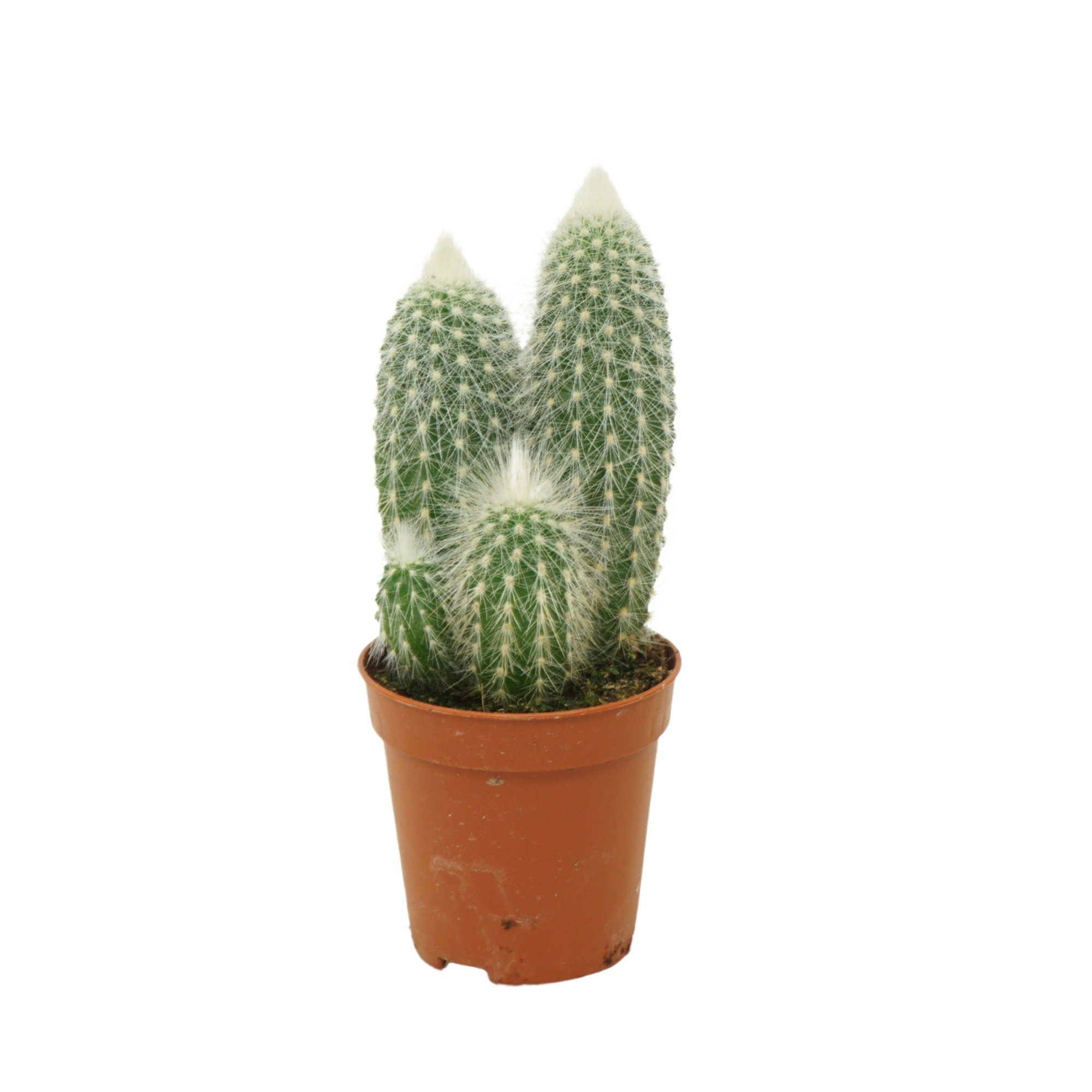 Cleistocactus strausii 5,5 cm, D 5,5 cm