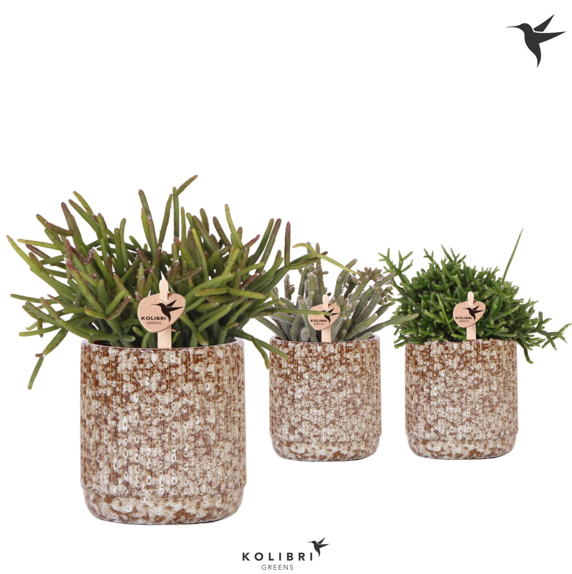 Kolibri Greens Rhipsalis mix in Jaguar pot, D 9 cm