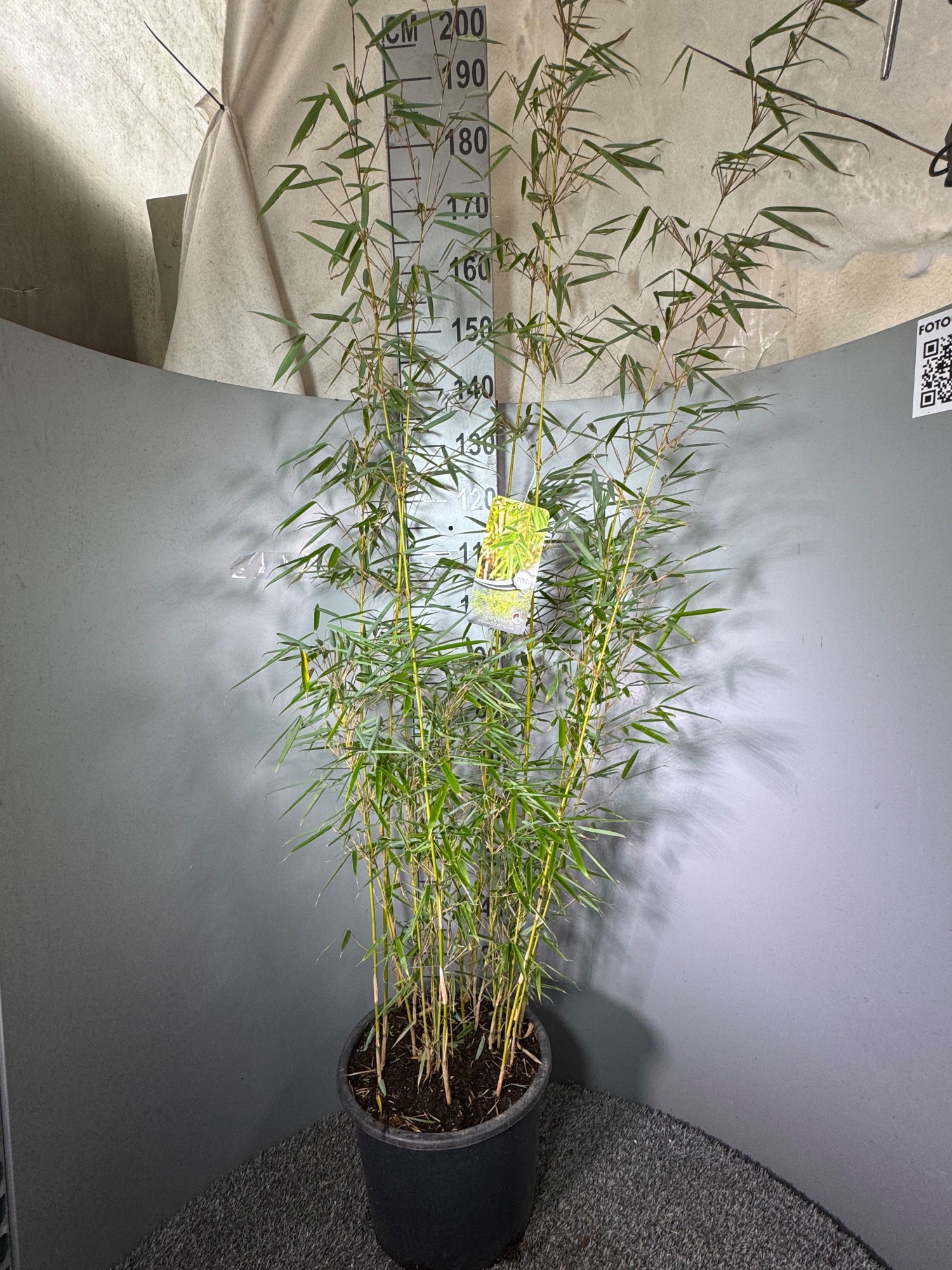 Fargesia Robusta ‘Campbell’ 20L, D 35