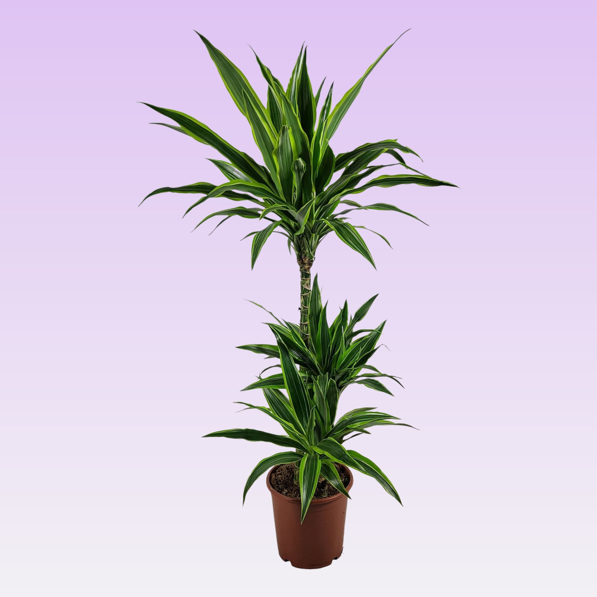 Dracaena lemon lime jumbo 60-30-15 115, D 21 cm