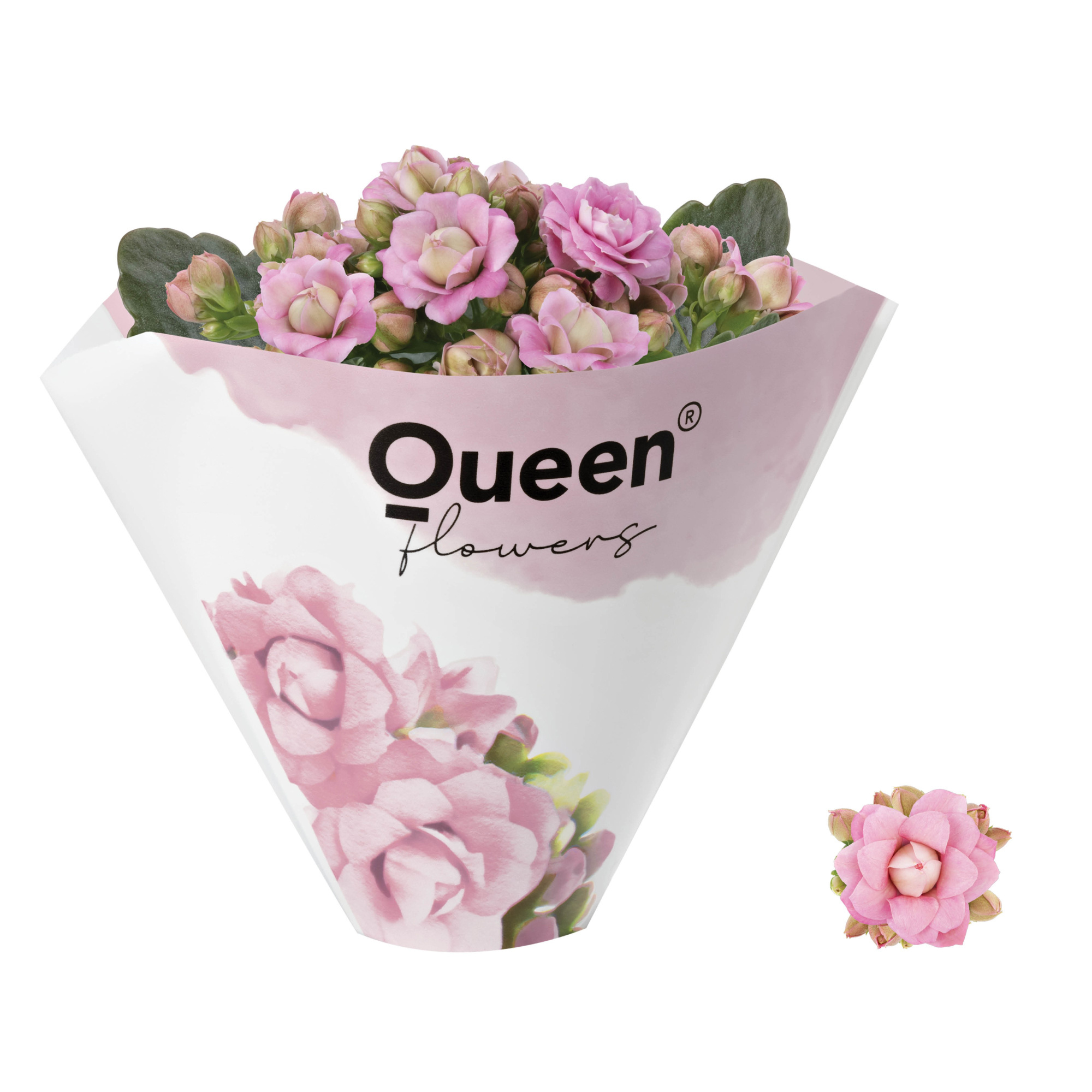 KALANCHOE ARTS-HYBRID 'ROSA ROSE FLOWER', D 6 cm