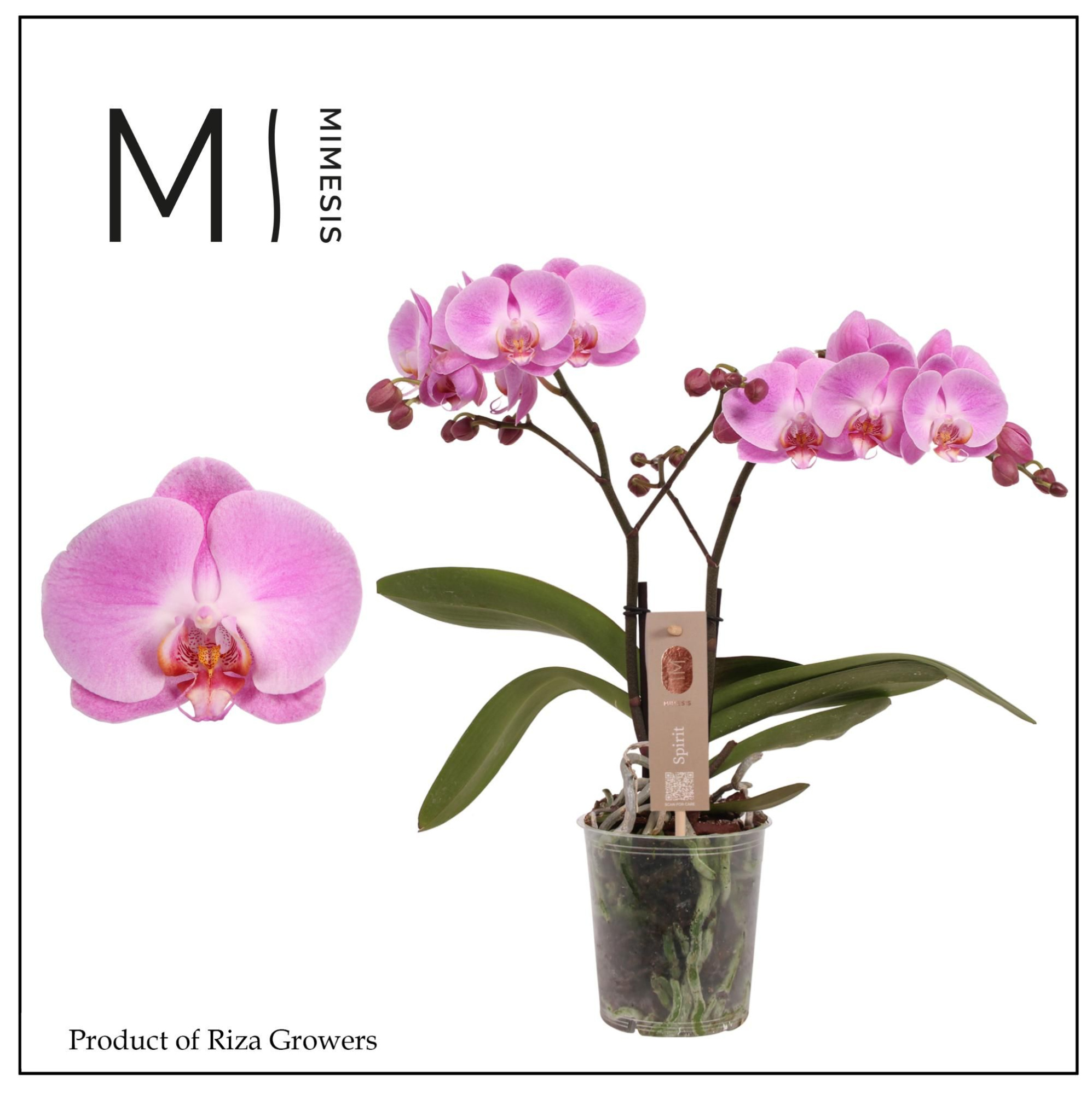 Phalaenopsis Spirit Pink 2 spike - 12cm | Mimesis, D 12 cm