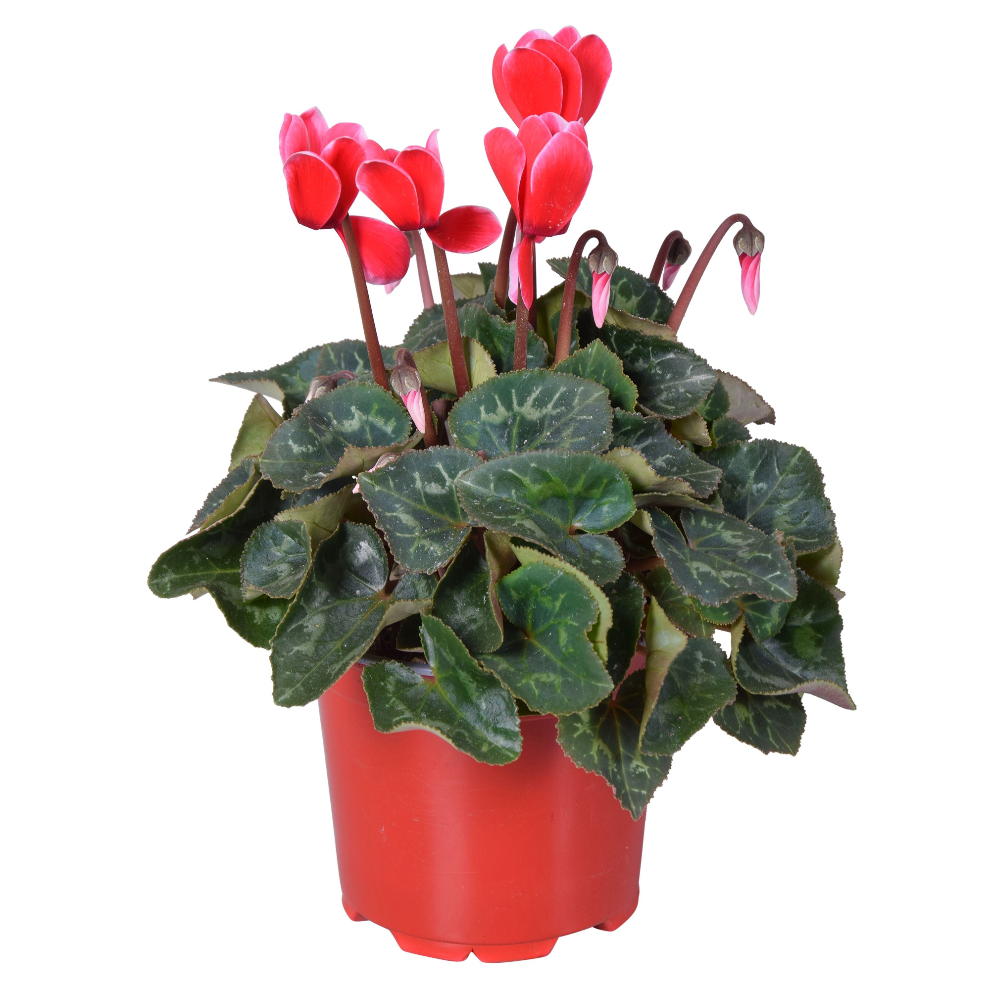 Cyclamen Super Serie Allure in Ton sur Ton kweekpot Fuji red, D 12