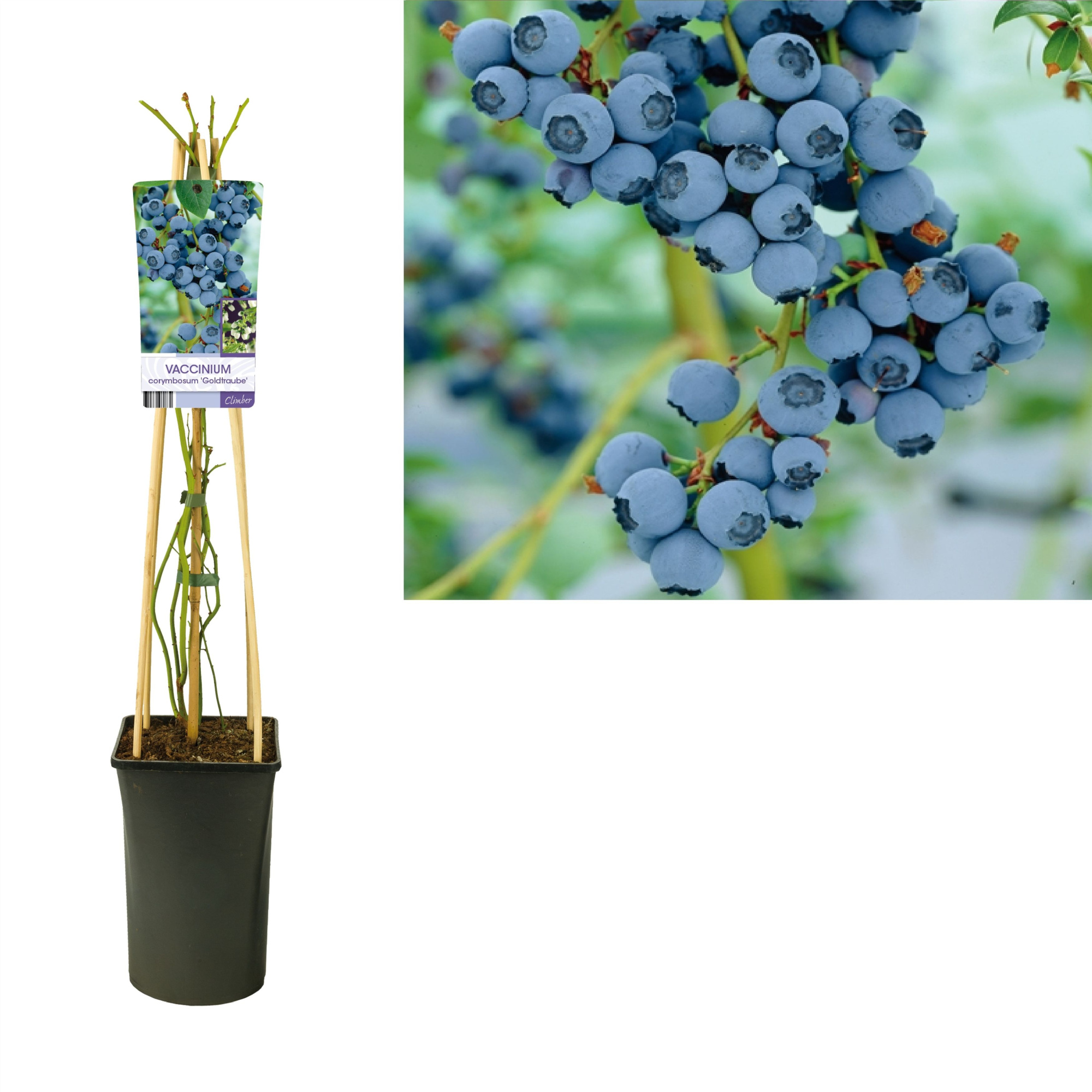 Vaccinium corymbosum 'Goldtraube' +light label, D 17