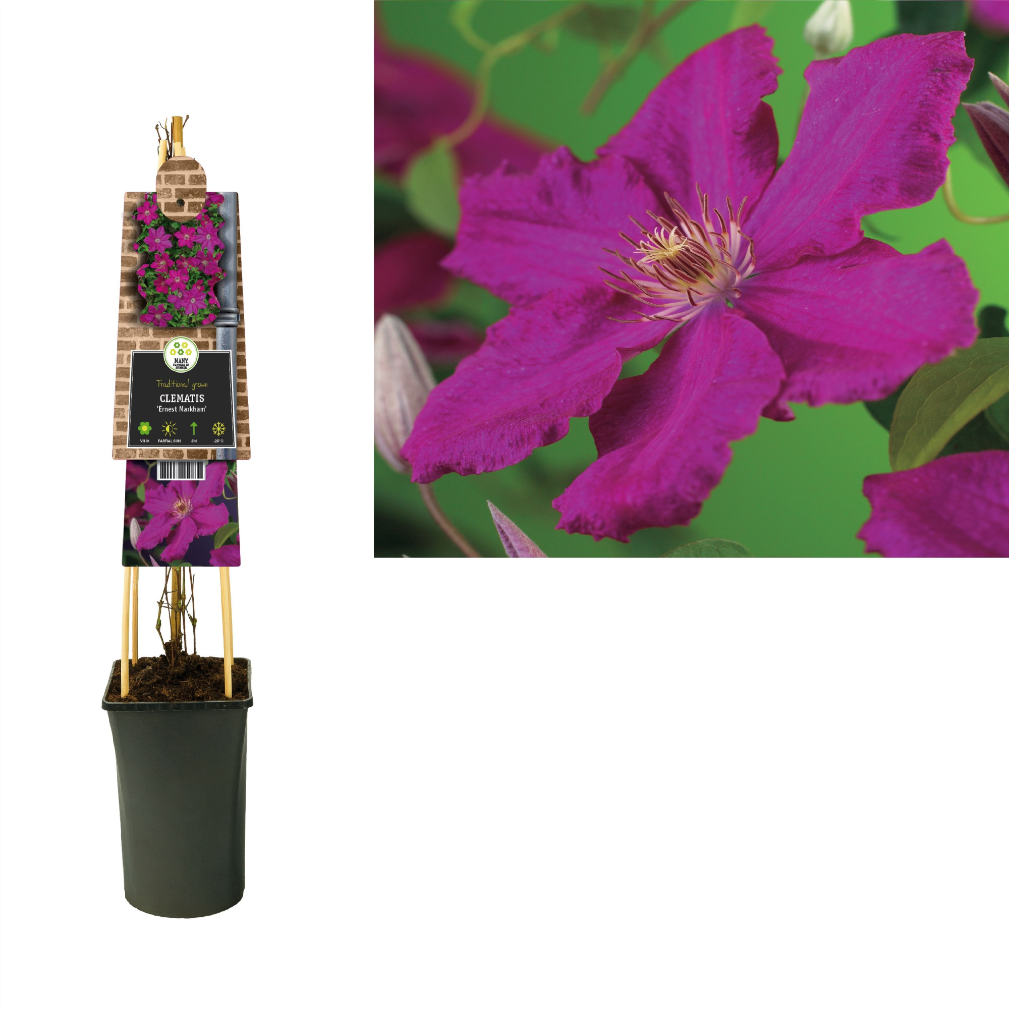 Clematis 'Ernest Markham' +3.0 label, D 17 cm