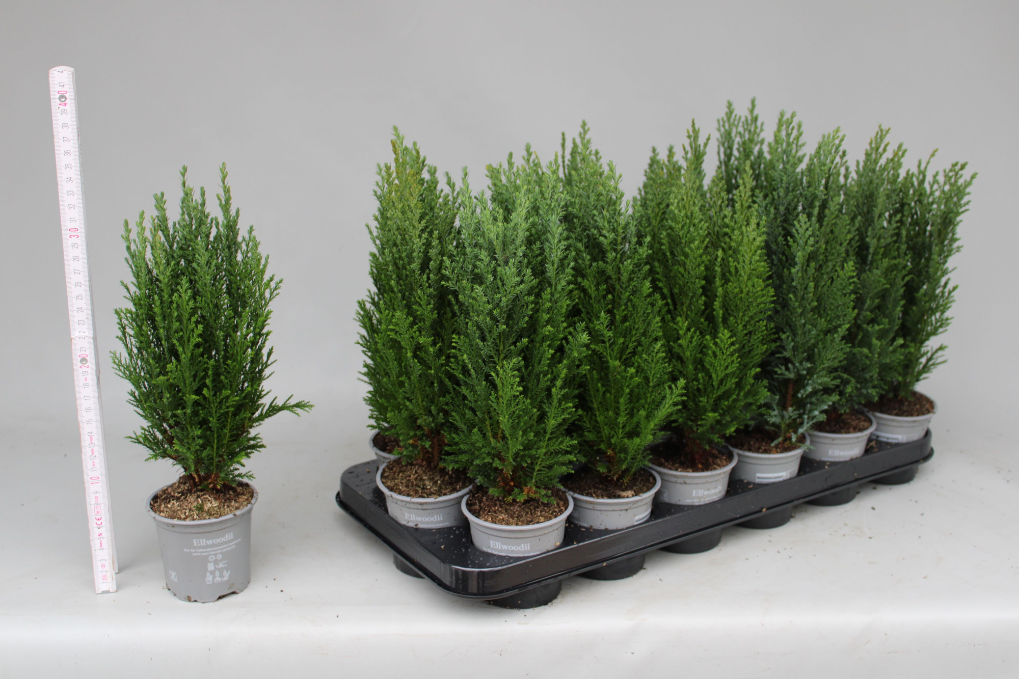 Chamaecyparis Lawsoniana Ellwoodii P9, D 9 cm