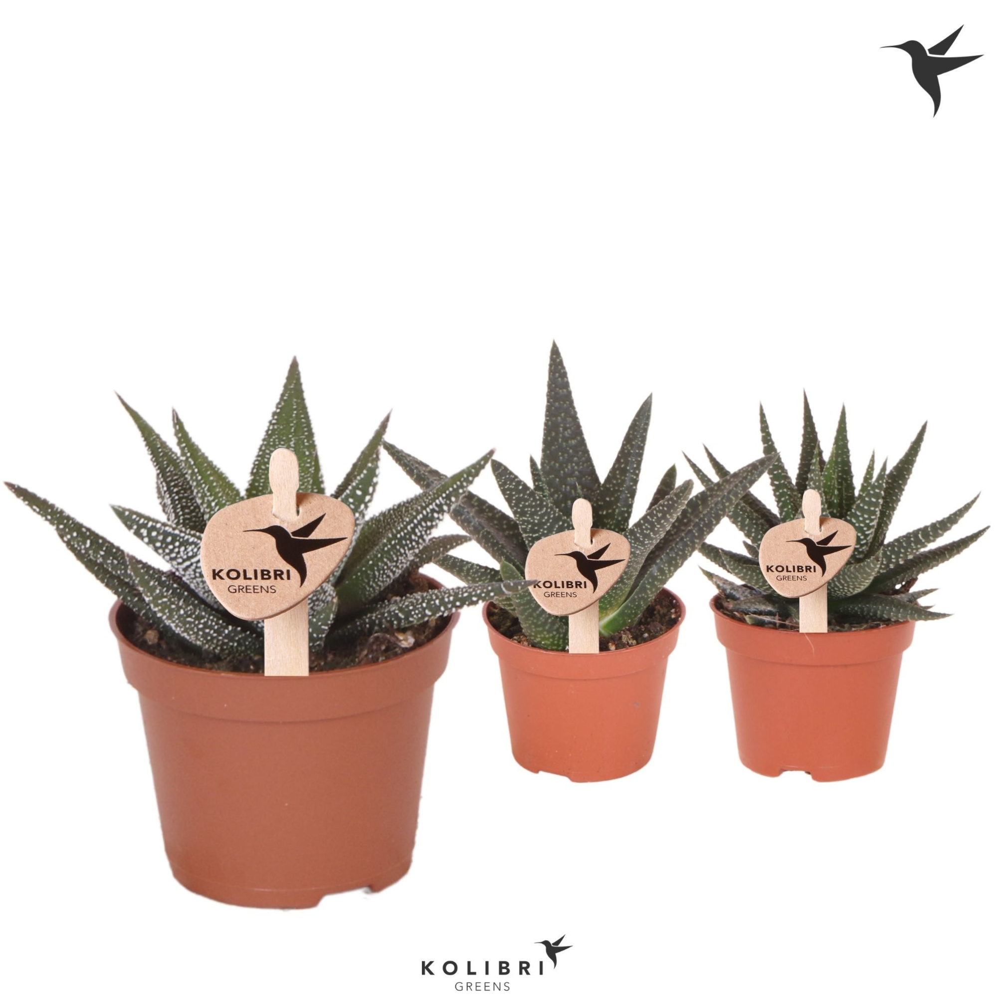 Kolibri Greens Succulenten Haworthia mix, D 6