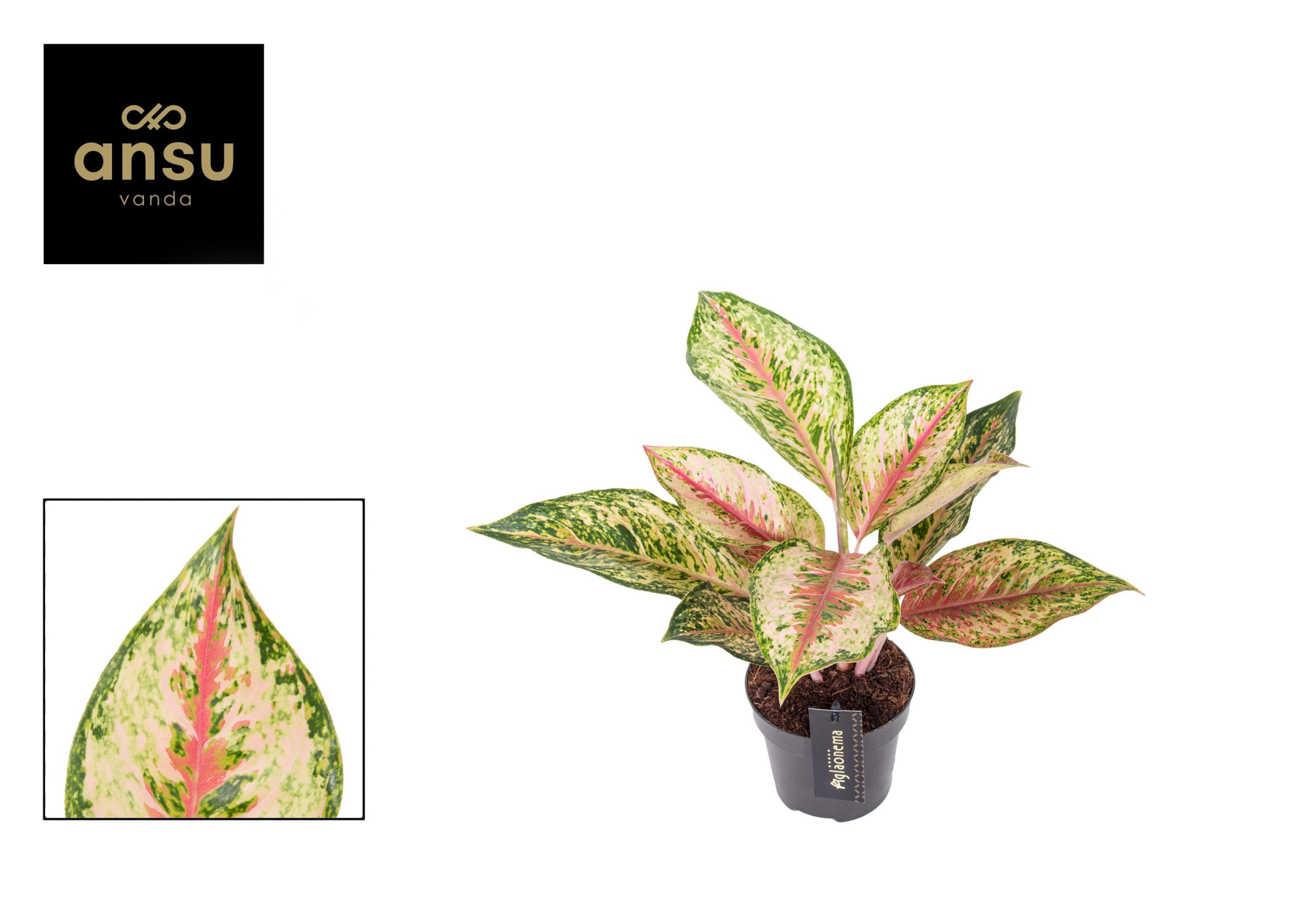 Aglaonema Painted Celebration, D 12 cm