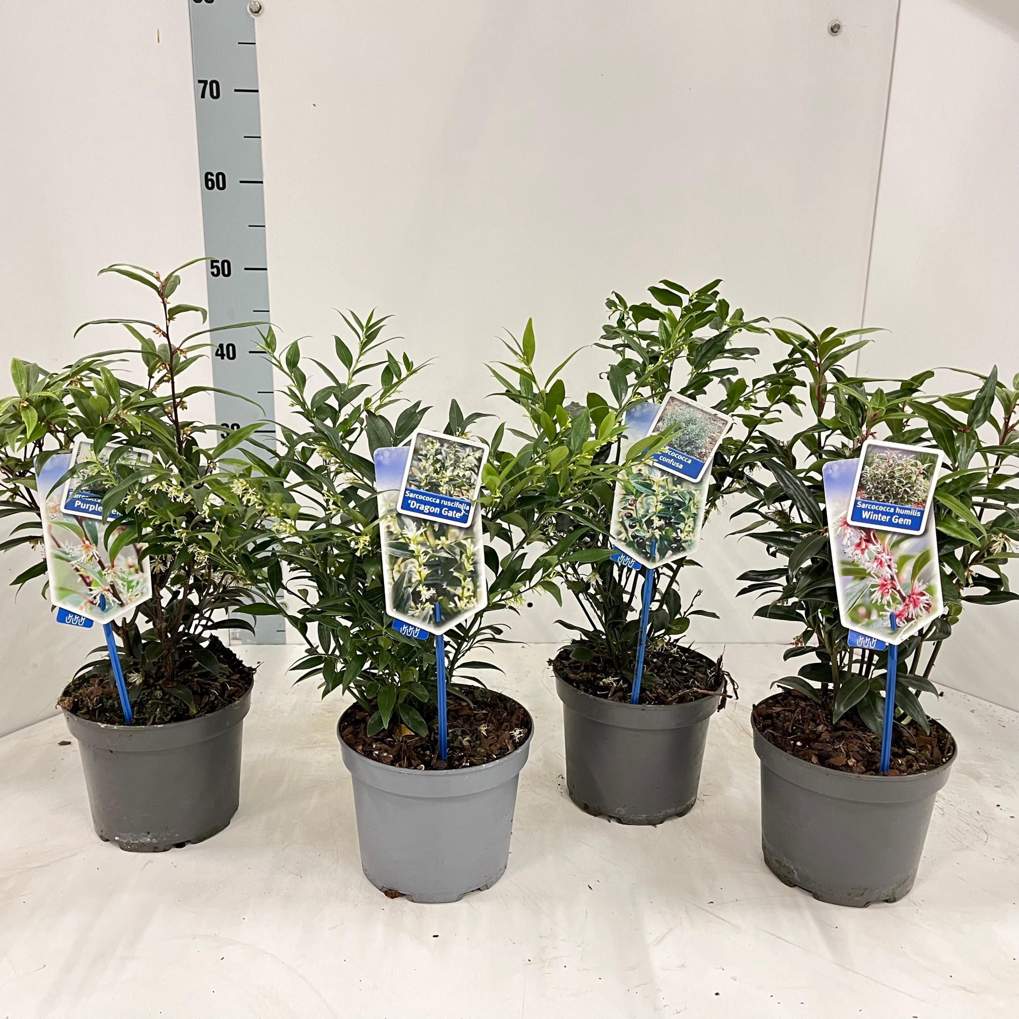 Sarcococca mix (minimum order one layer), D 17 cm