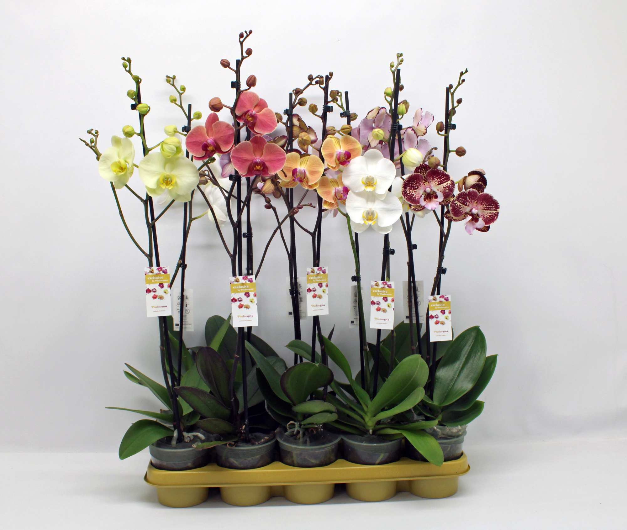 Gemengd 1-tak 70cm (GROEN), D 12 cm