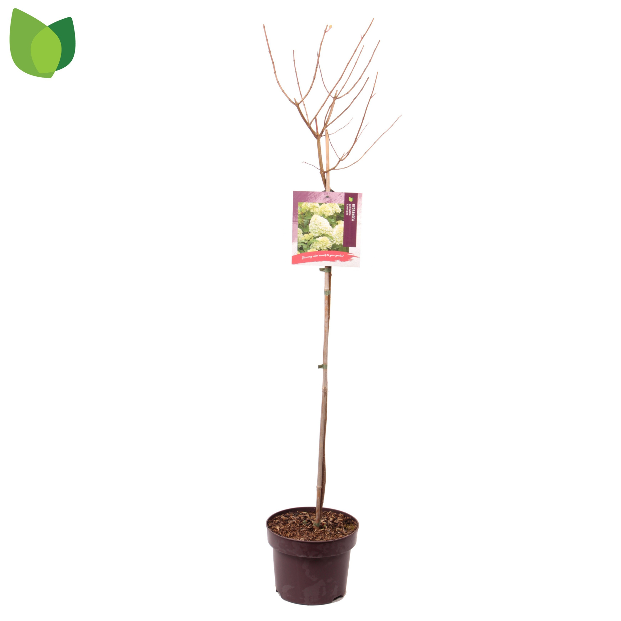 Hydrangea paniculata 'Limelight' C5/P23 STAM, D 23