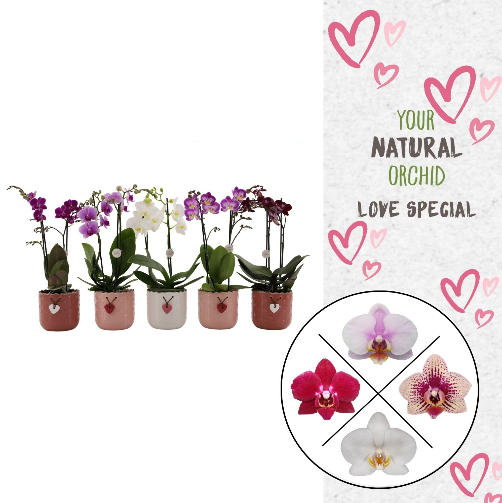 Flower Symphony | Mix in seizoens keramiek | Phal. 2 spike, D 12