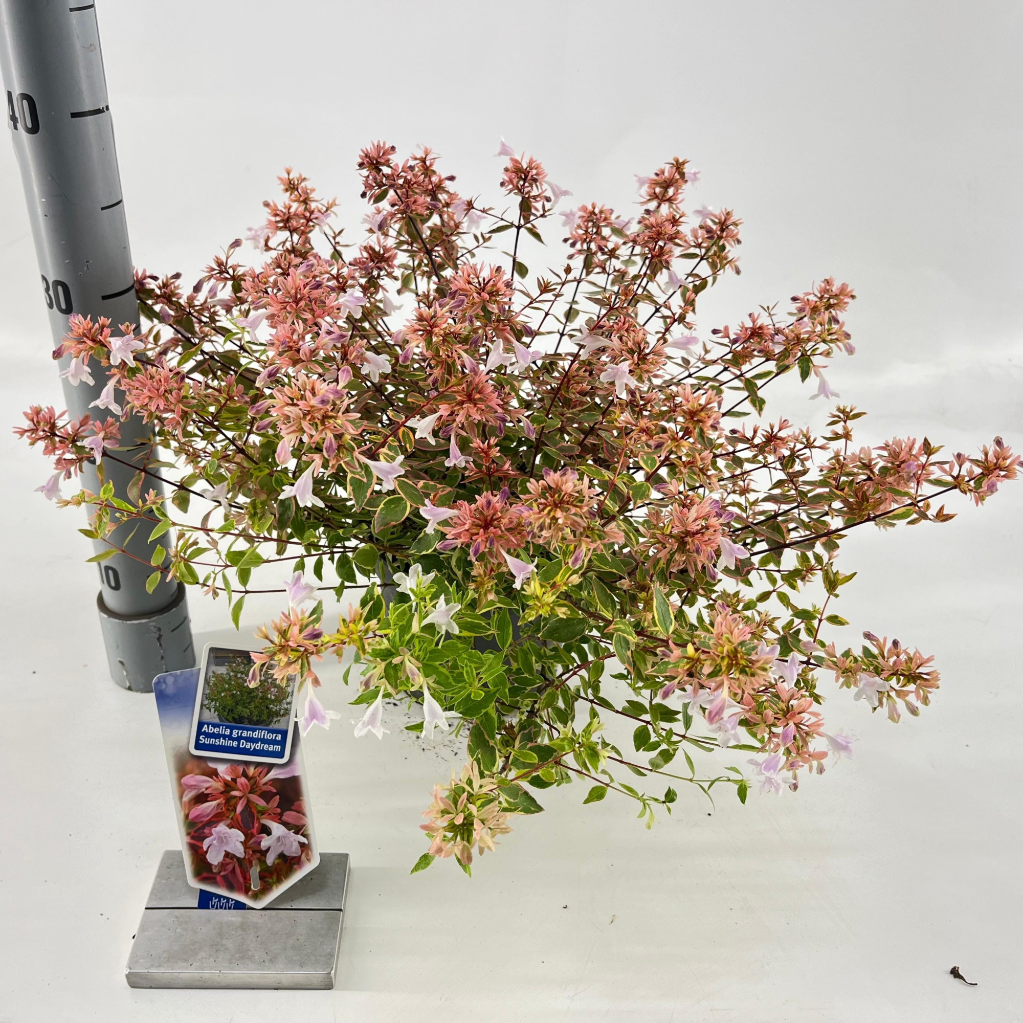 Abelia grandiflora Sunshine Daydream ('Abelops'PBR), D 17 cm