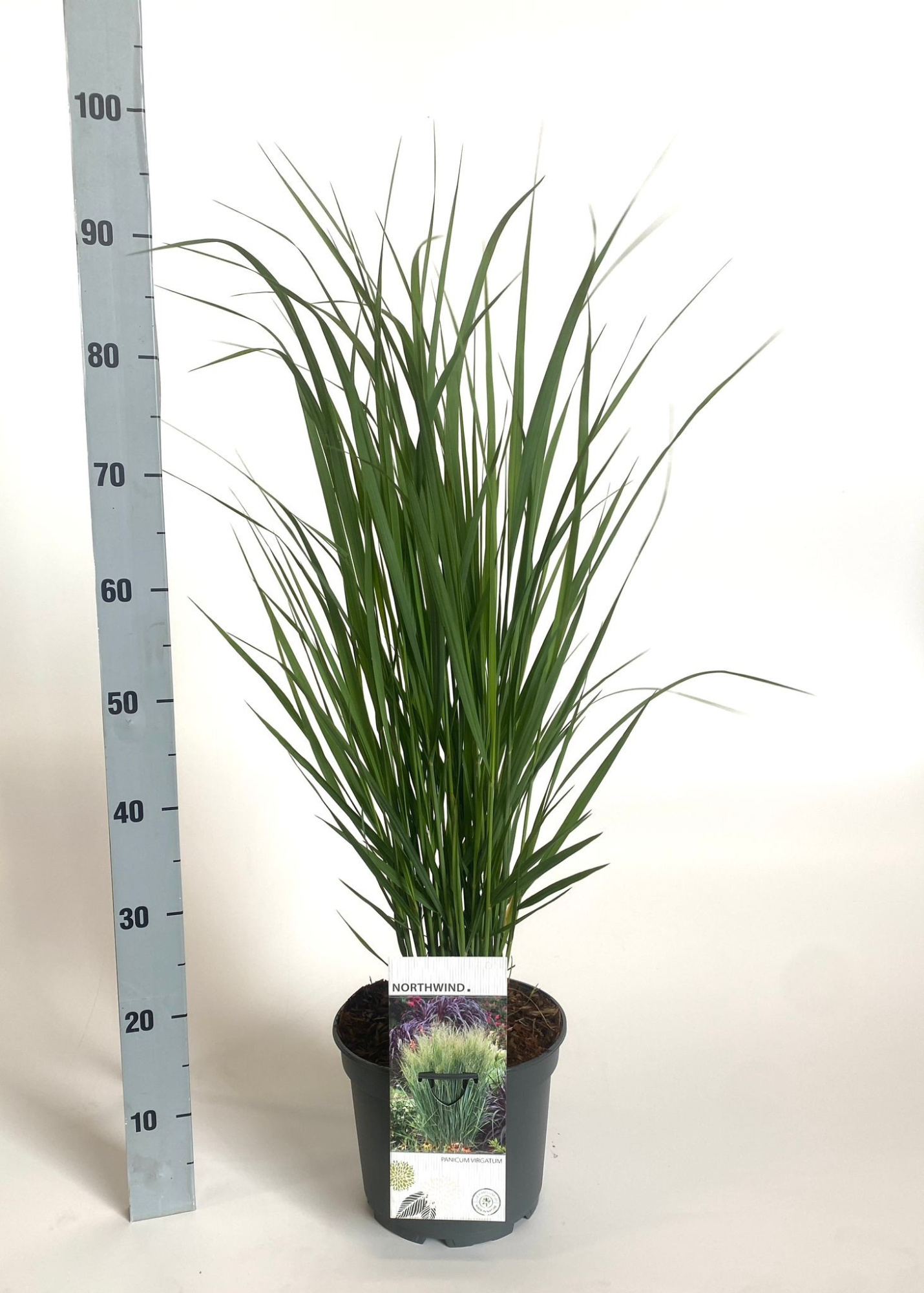 Panicum virgatum 'Northwind', D 23 cm
