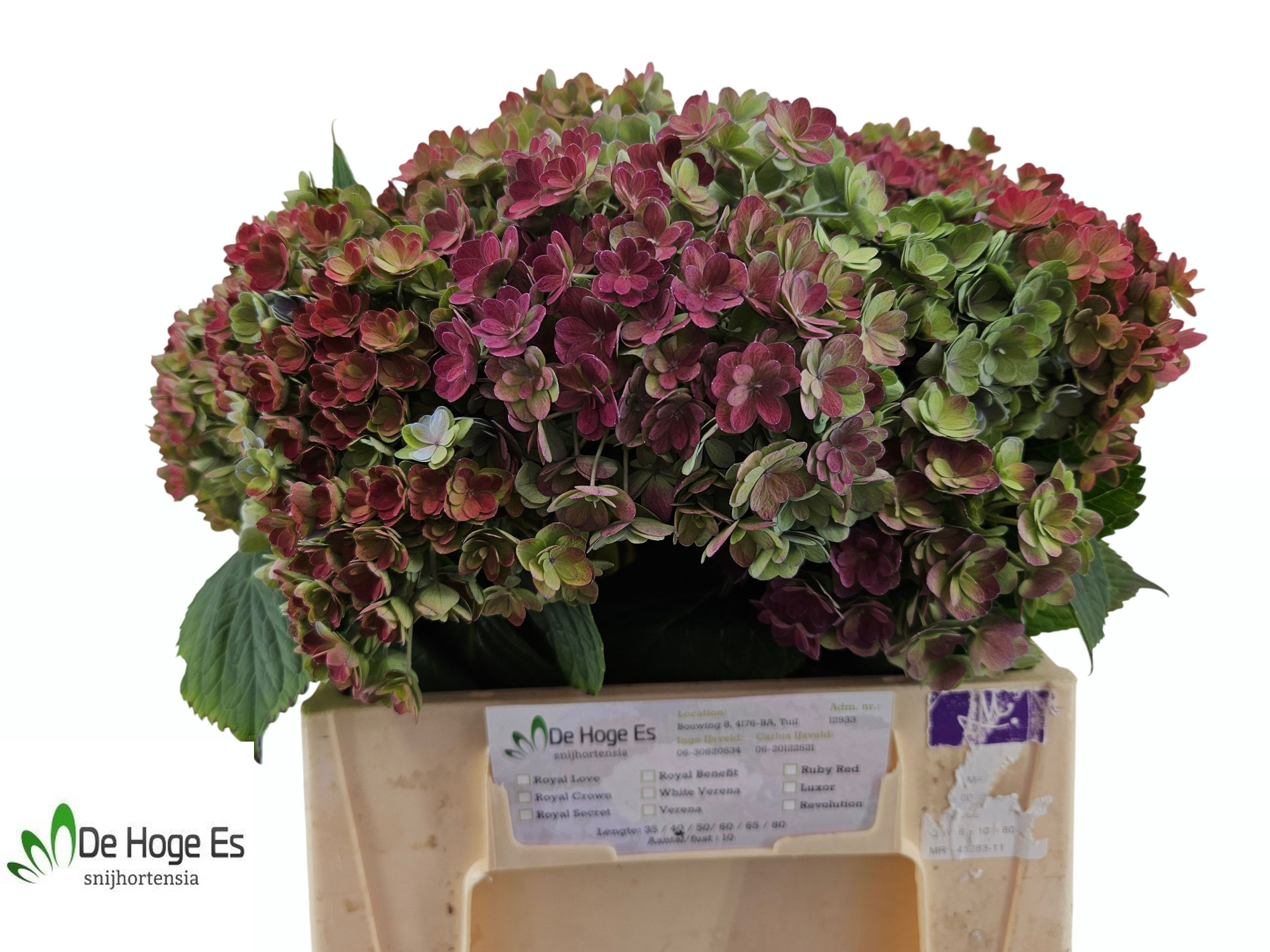 Гортензия Люксор Классик 40, шт.