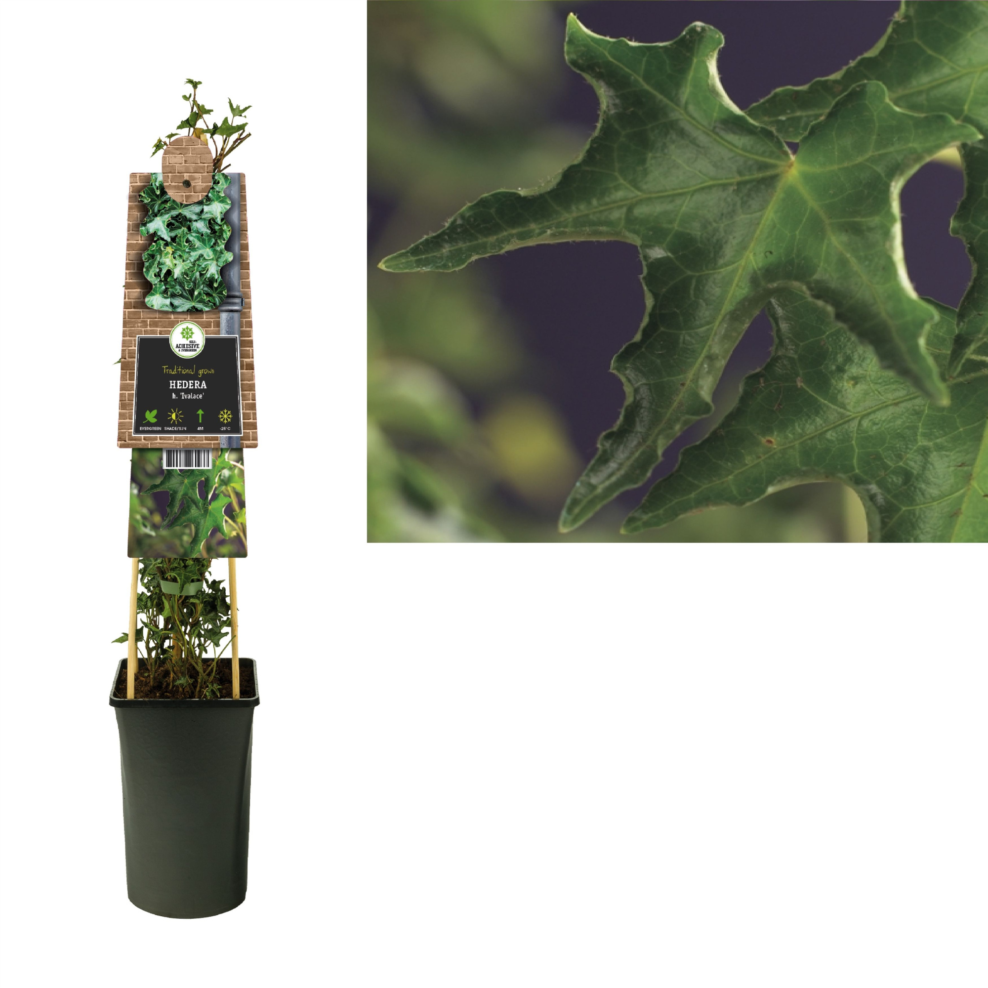 Hedera h. 'Ivalace' +3.0 label, D 17 cm