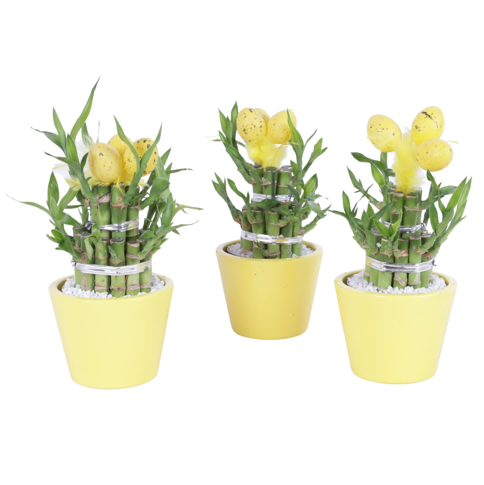 Lucky Bamboo Round 2Big in ø11cm Ceramic Karla Lemon Gloss, D 11 cm