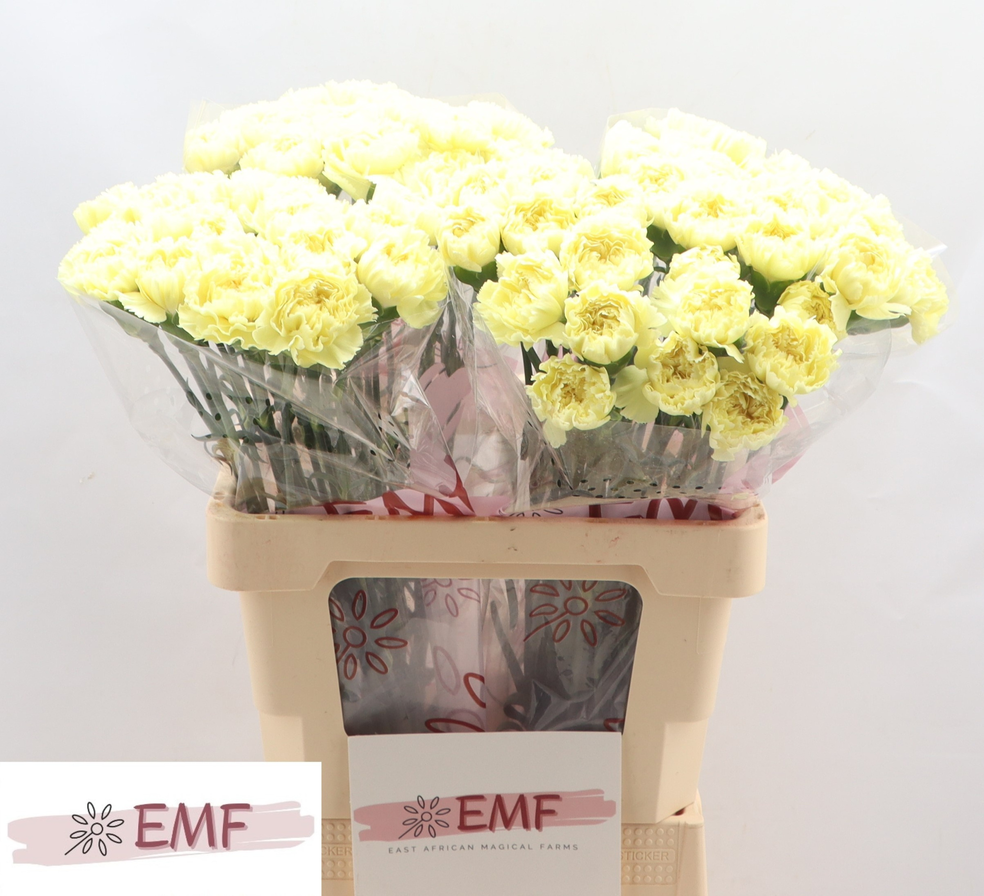 Диантус од. Луиза, шт.