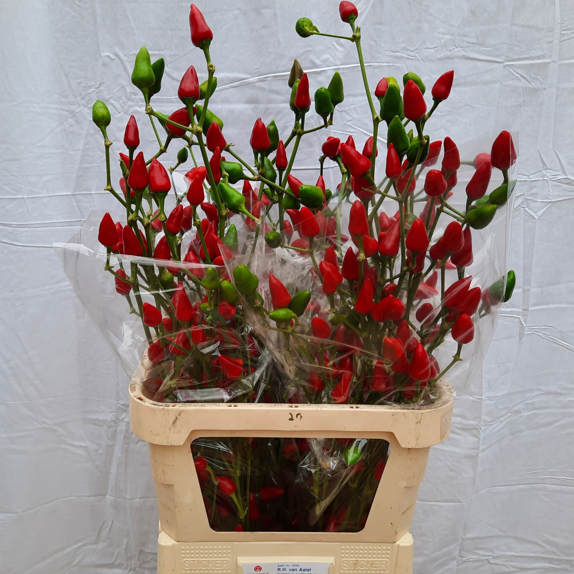 Капсикум Иксмас 80, шт.