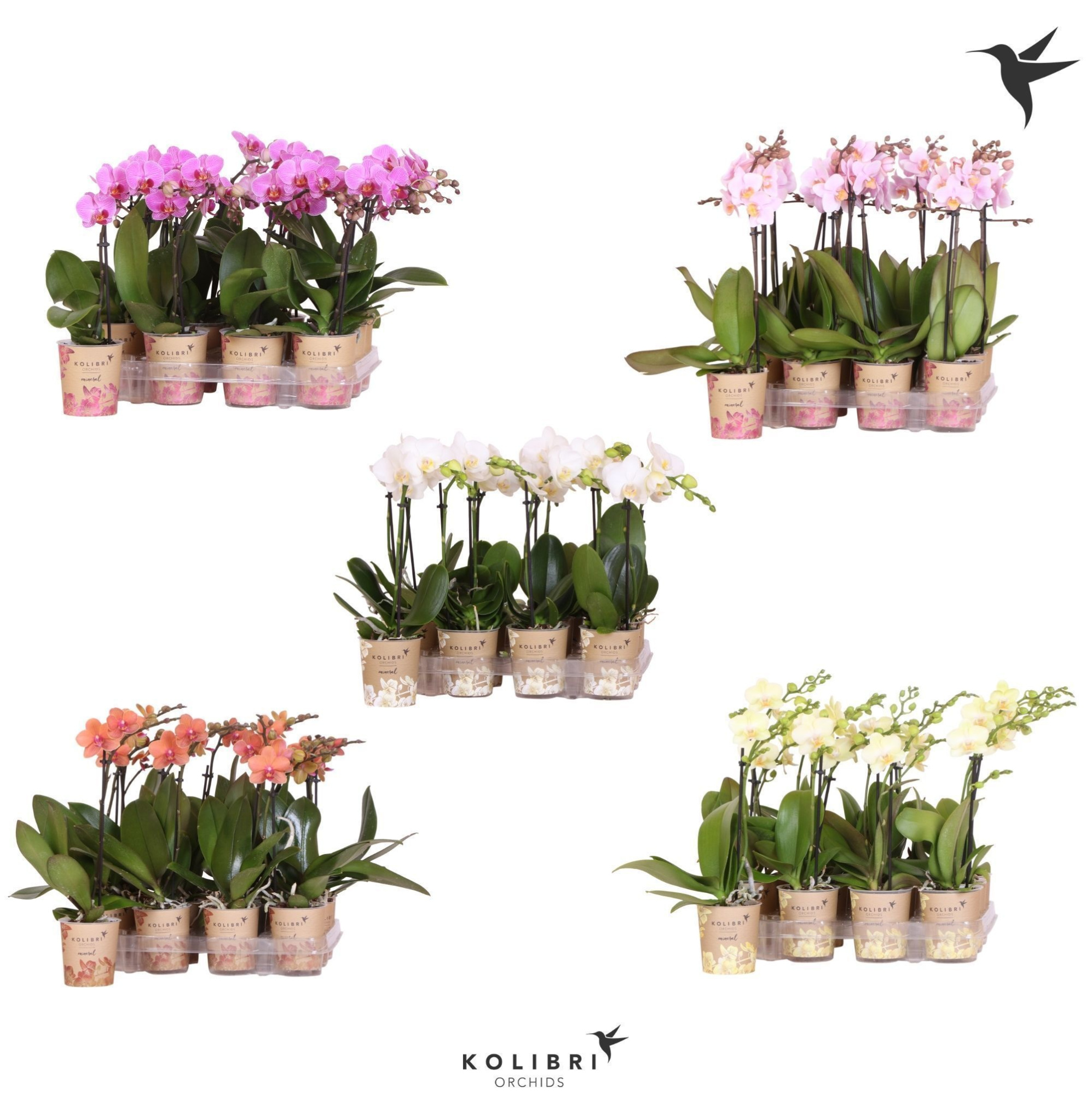 Kolibri Orchids Phalaenopsis Diverse 1 spike, D 9