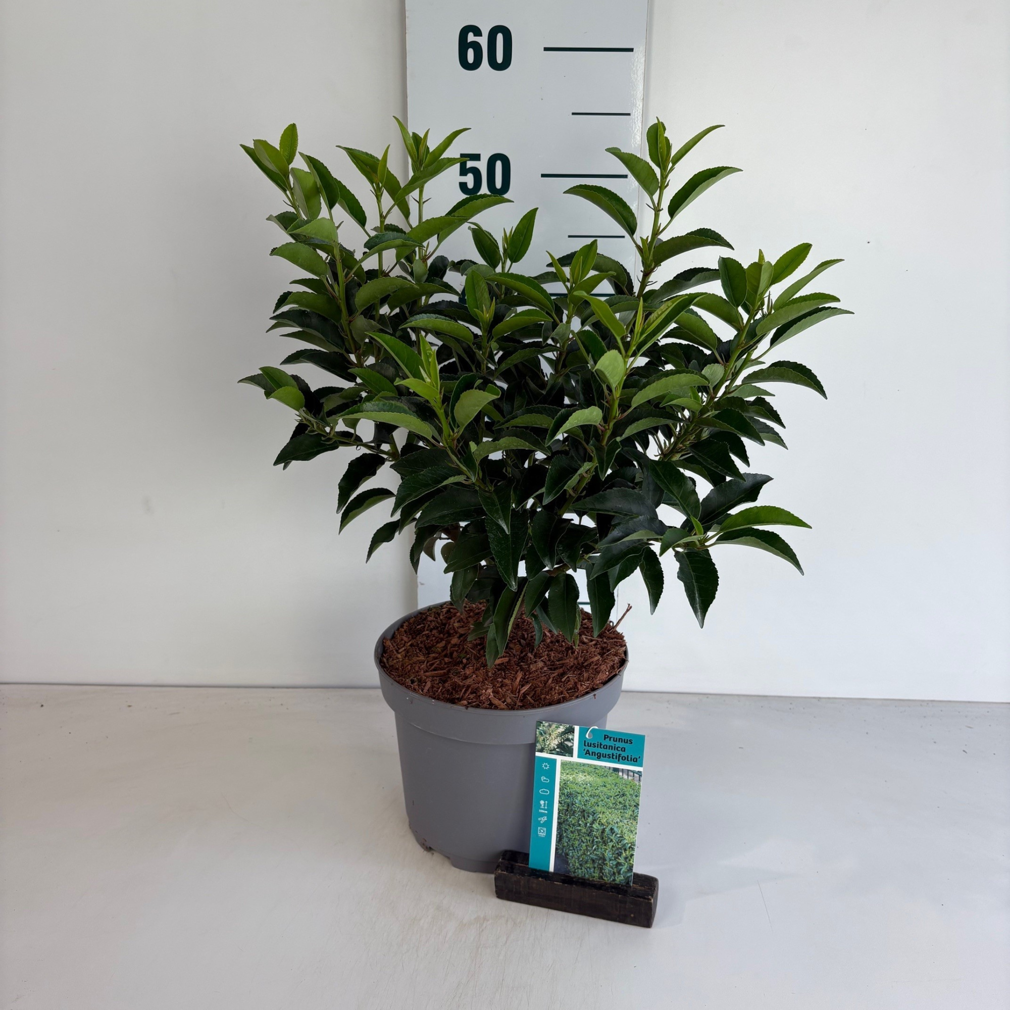 Prunus l. 'Angustifolia', D 20 cm