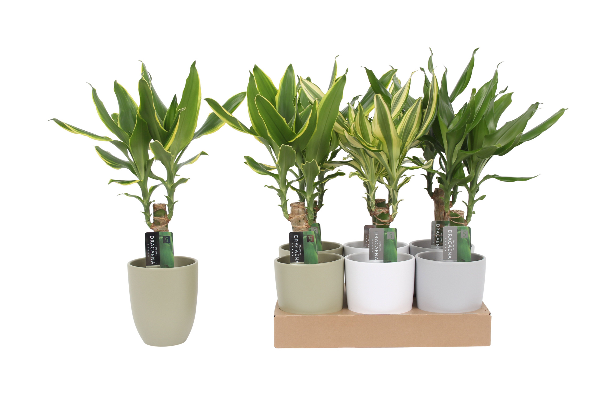 Dracaena 3 color mix 11cm Ceramics Mix, D 11 cm