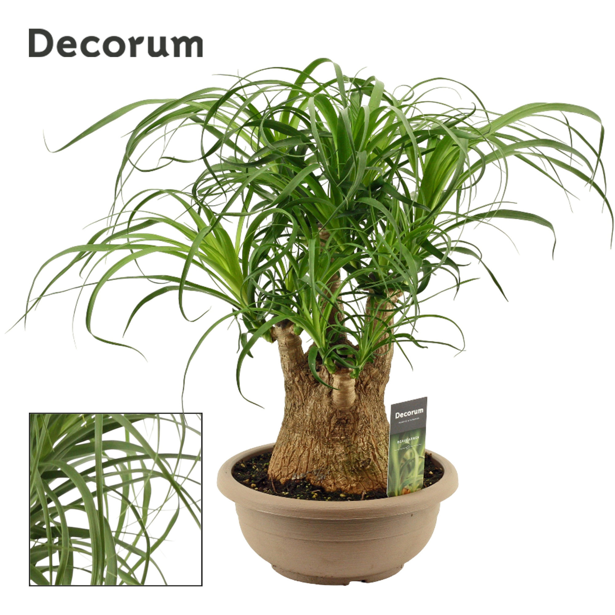 Beaucarnea vertakt 25 cm (Decorum), D 25