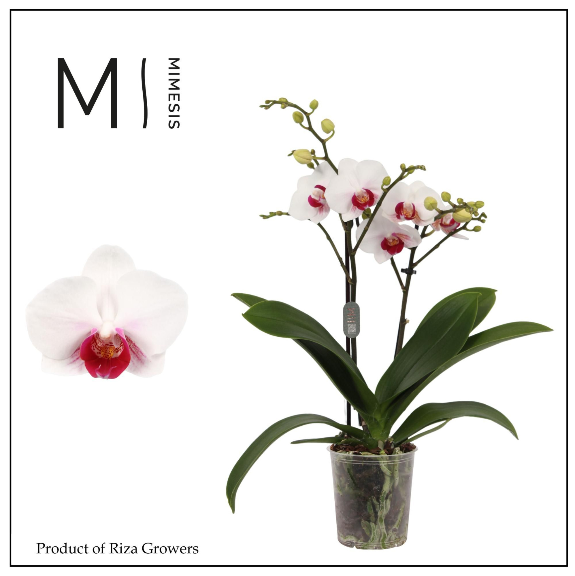 Phalaenopsis Safe Haven 2 spike - 9cm | Mimesis, D 9 cm