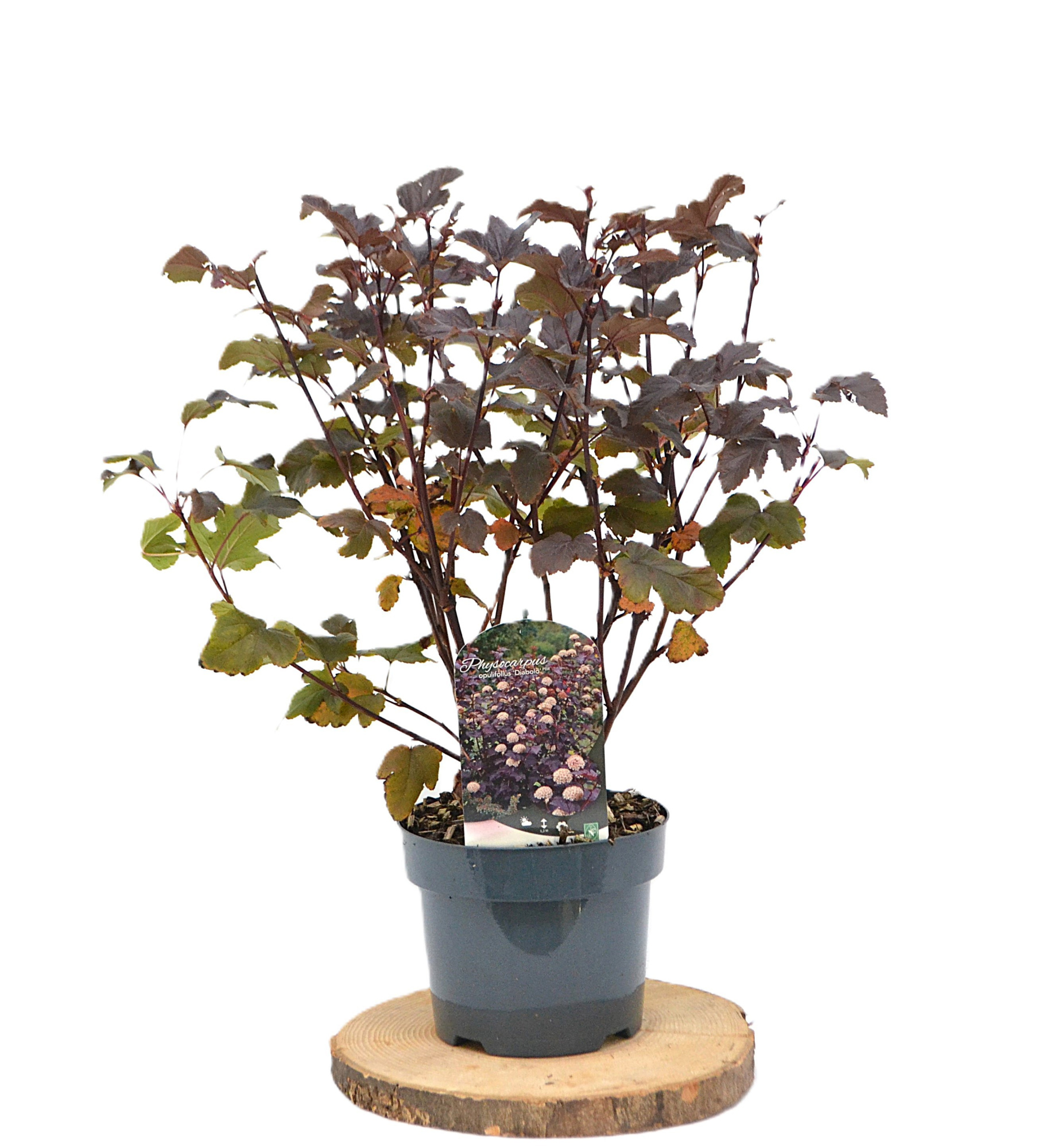 Physocarpus opulif. 'Diabolo' C3, D 19