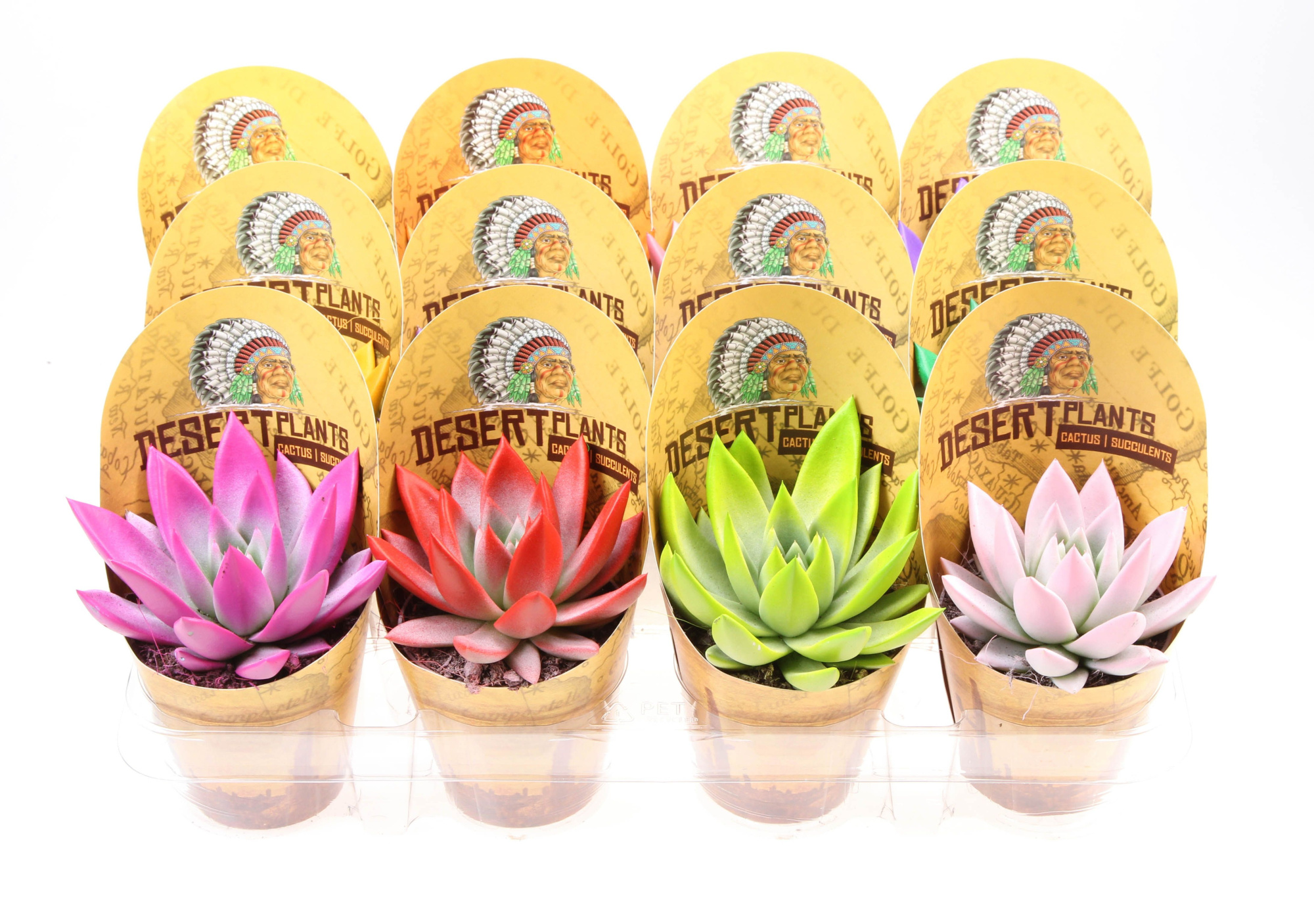 Potcover desert plants miranda rainbow, D 8,5 cm