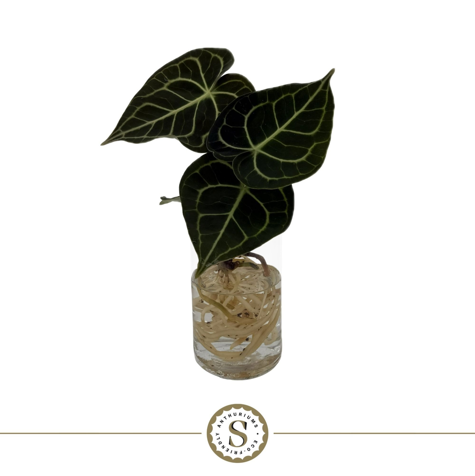 Clarinervium Mini Aqua Roots Cilinder, D 8