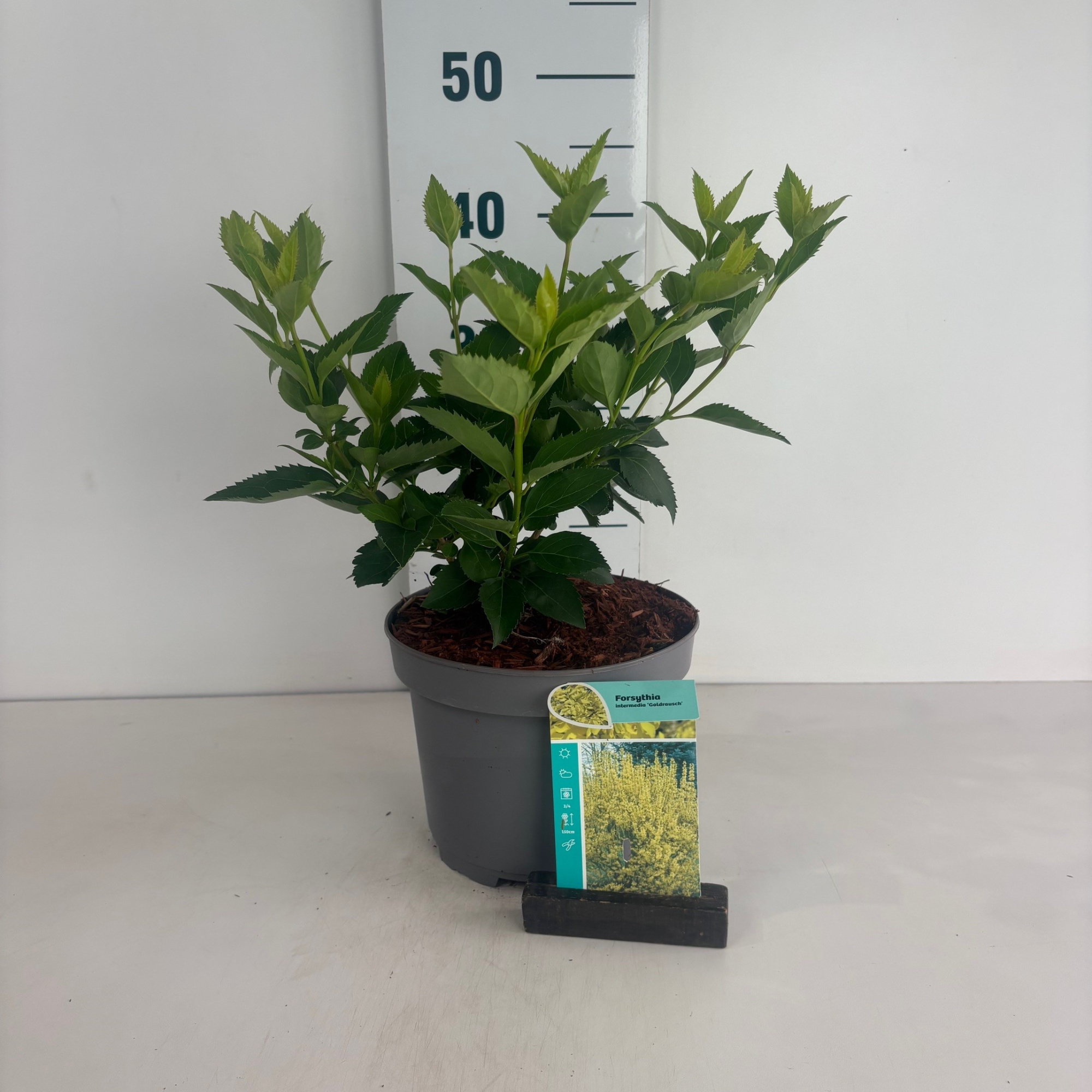 Forsythia intermedia Goldrausch, D 20 cm