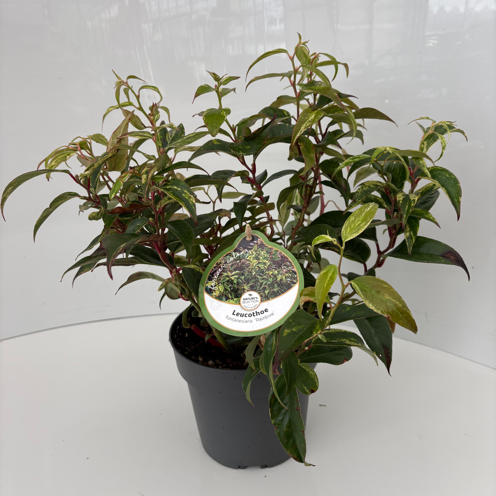 Leucothoe f. 'Rainbow', D 17 cm