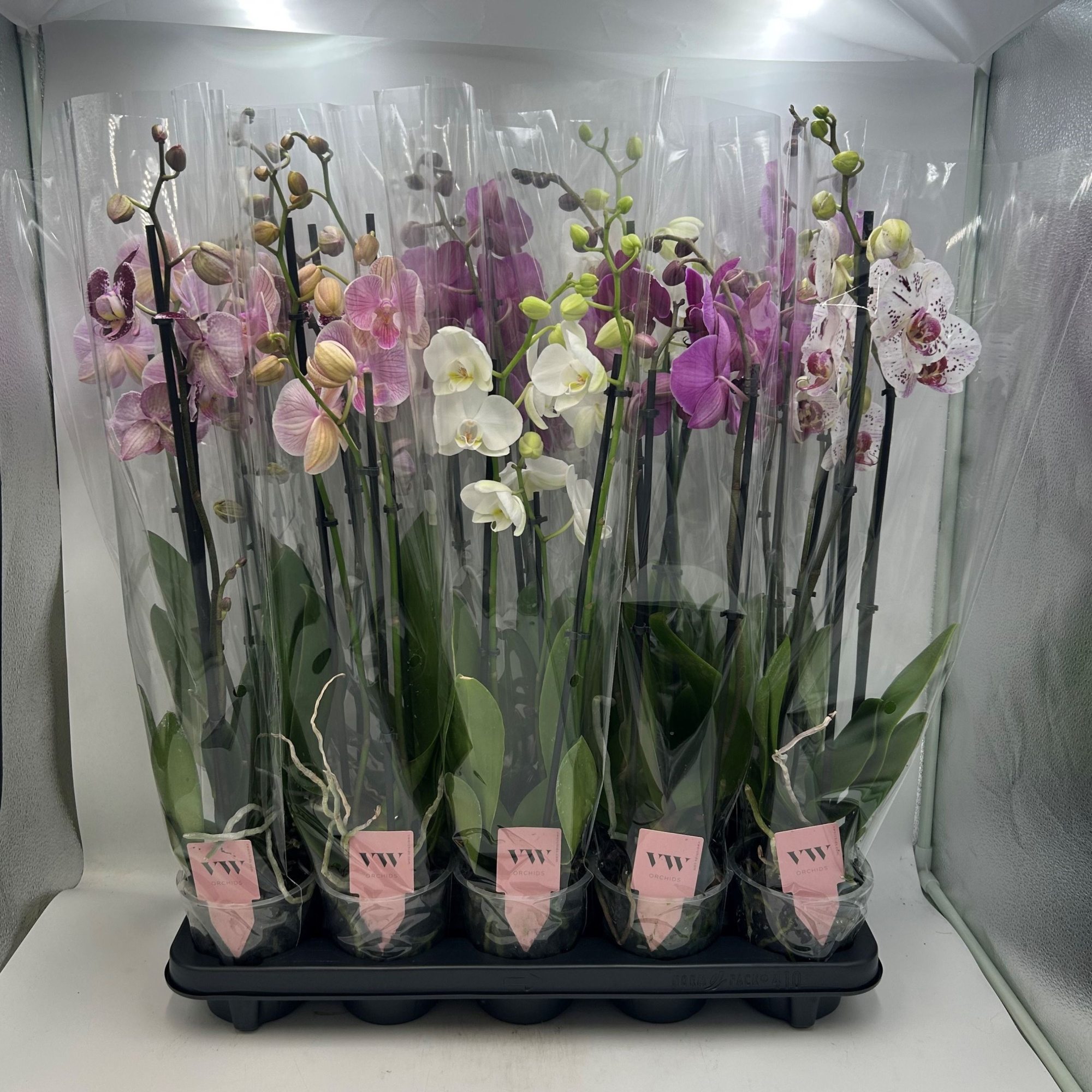 Phalaenopsis gemengd 3 tak, D 12 cm