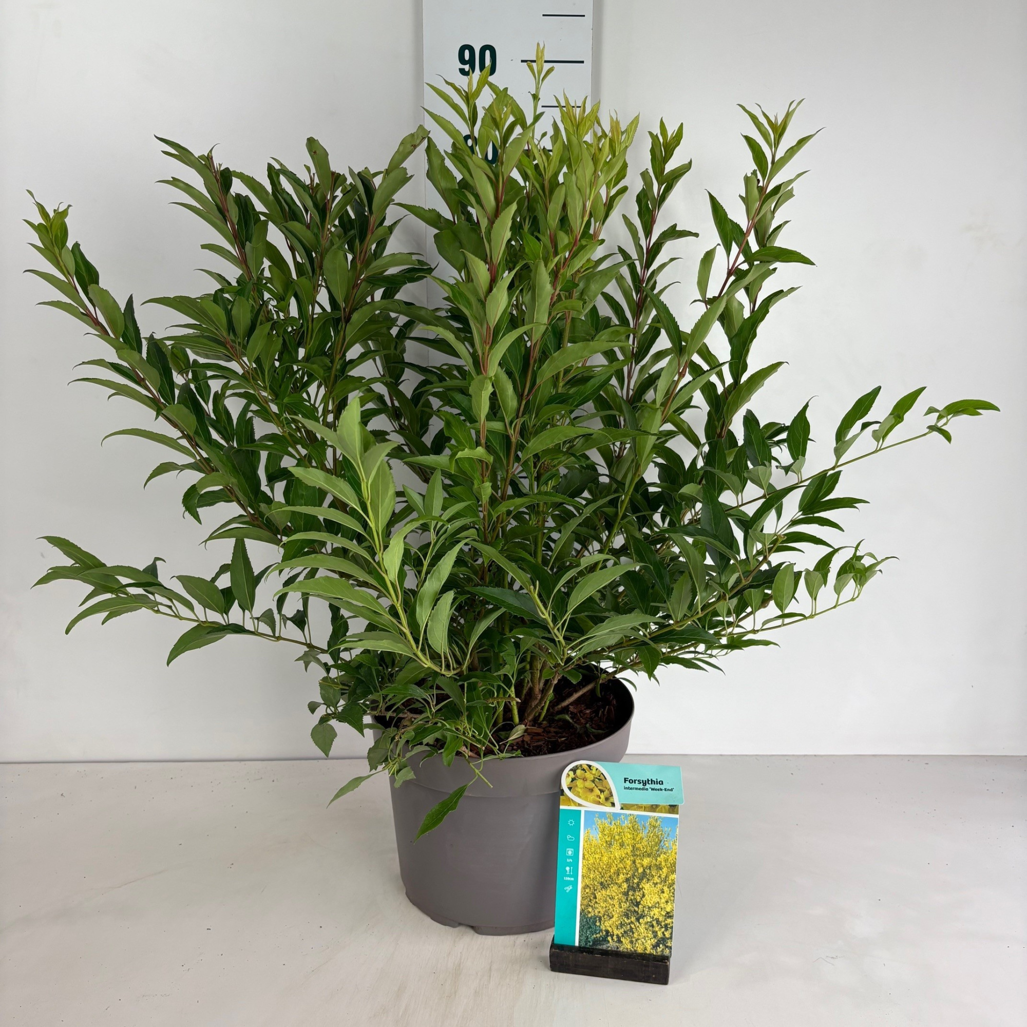 Forsythia intermedia Weekend, D 29 cm