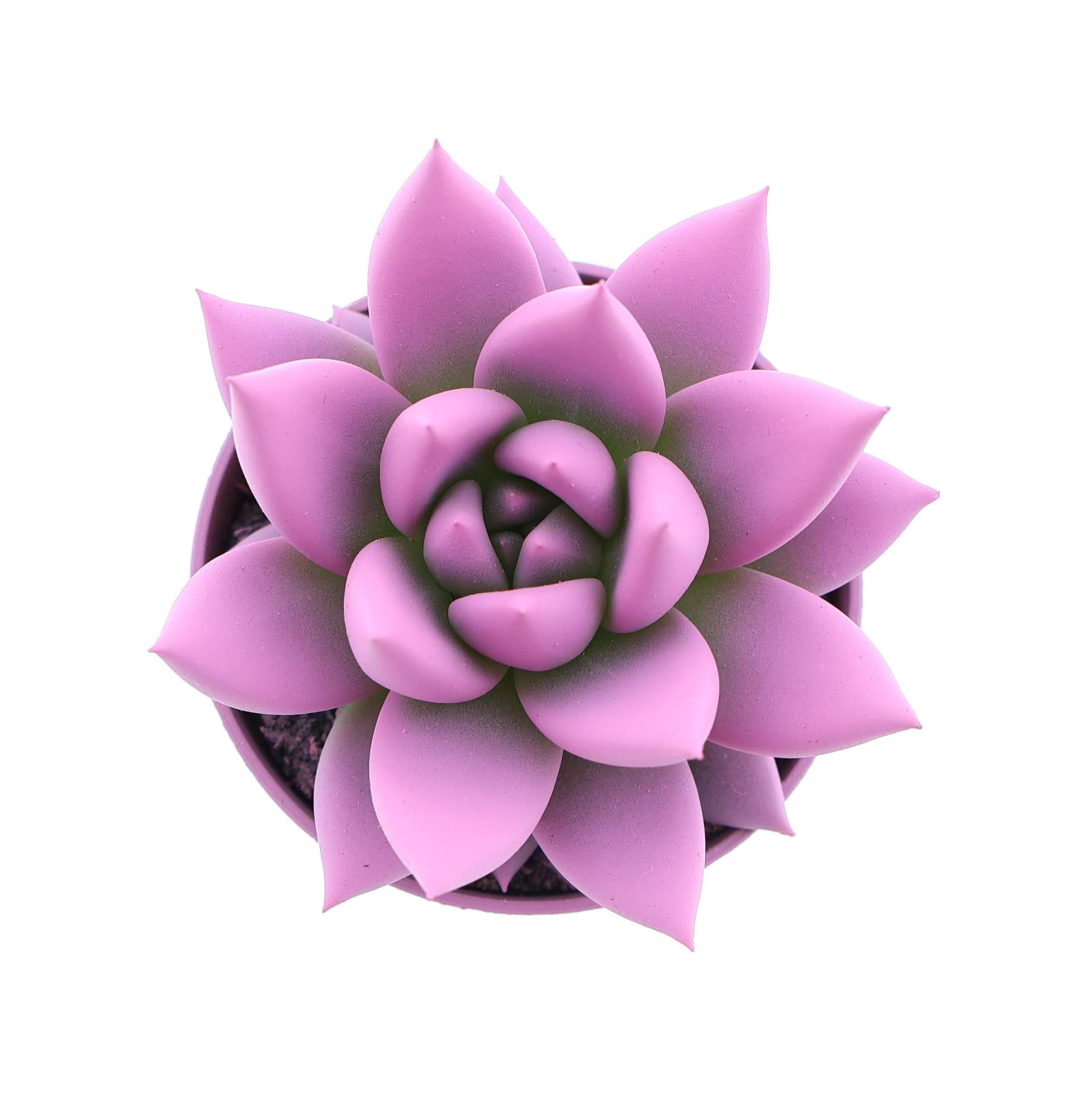 Rainbow pink, D 5,5 cm