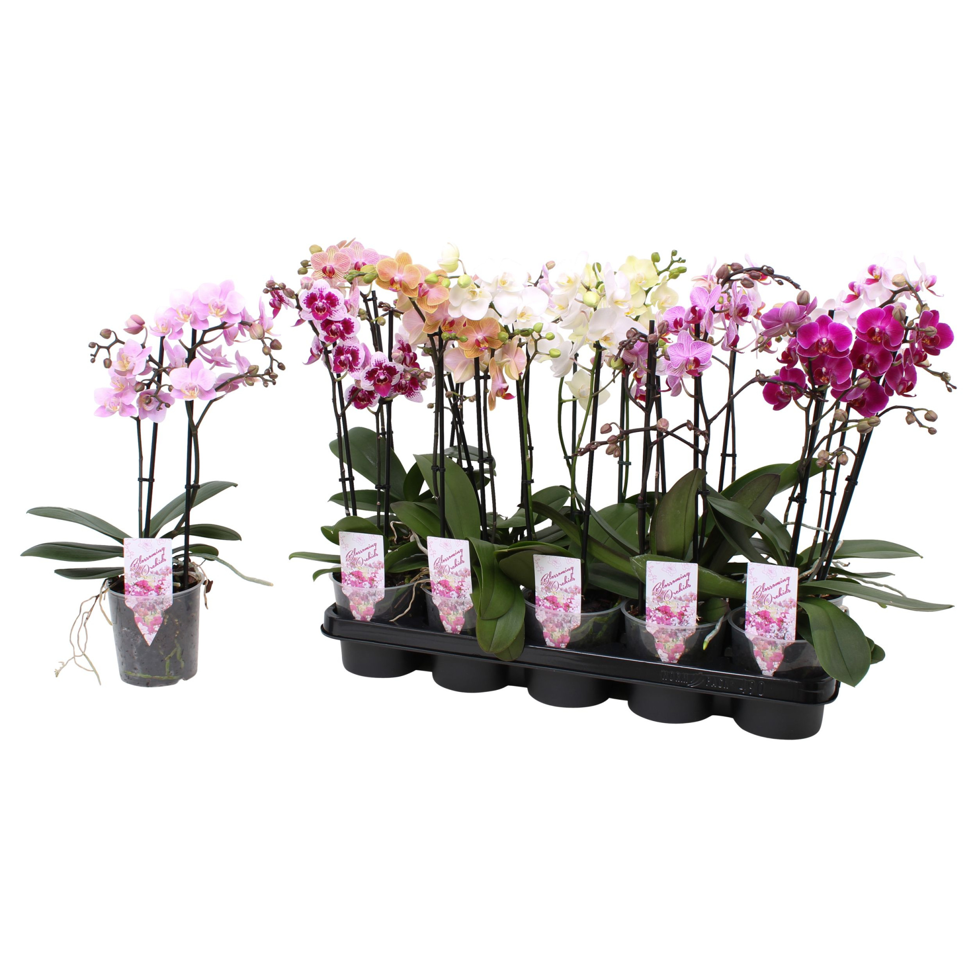 Phal. Multiflora 2-tak mix "Colourfull" 22+ 5 kleuren, D 12 cm