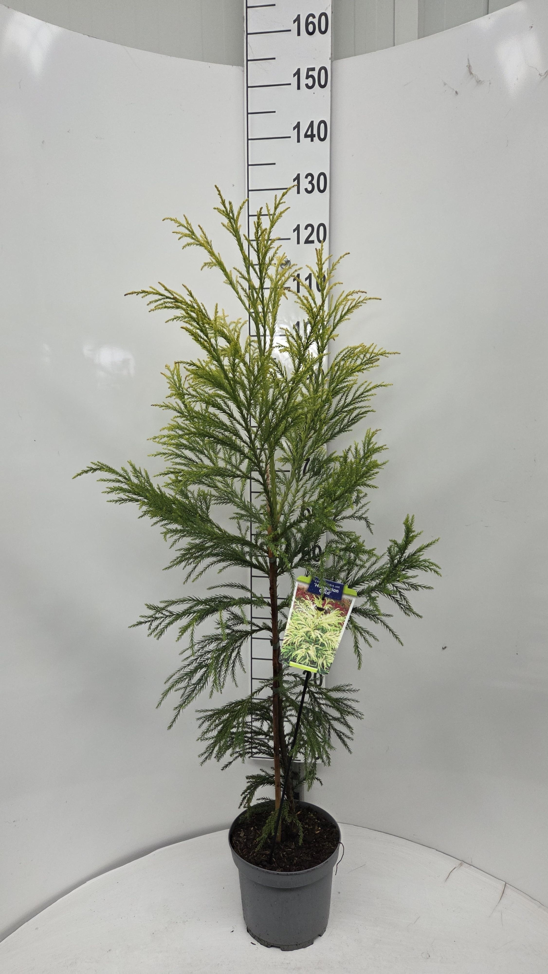 Cryptomeria j. ‘Hongarian Gold’, D 23