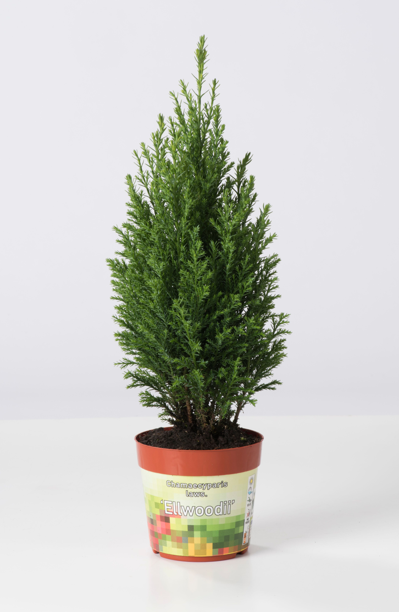 Chamaecyparis Lawsoniana 'Ellwoodii', D 9 cm