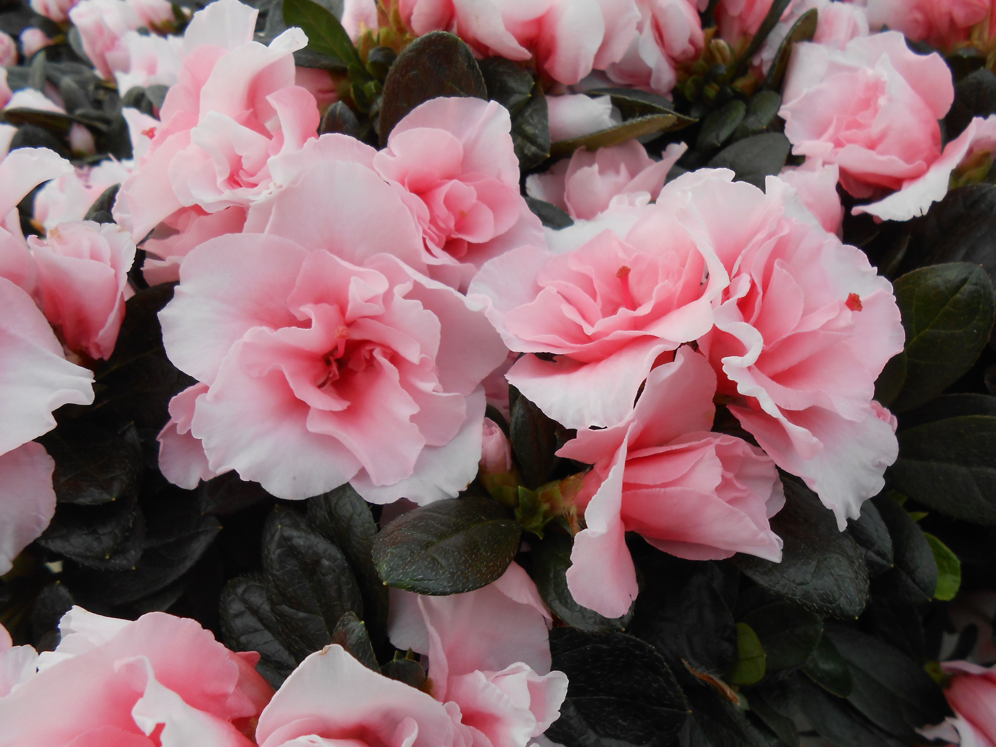 Rhododendron simsii T15 ⌀30-32 Champagne, D 15