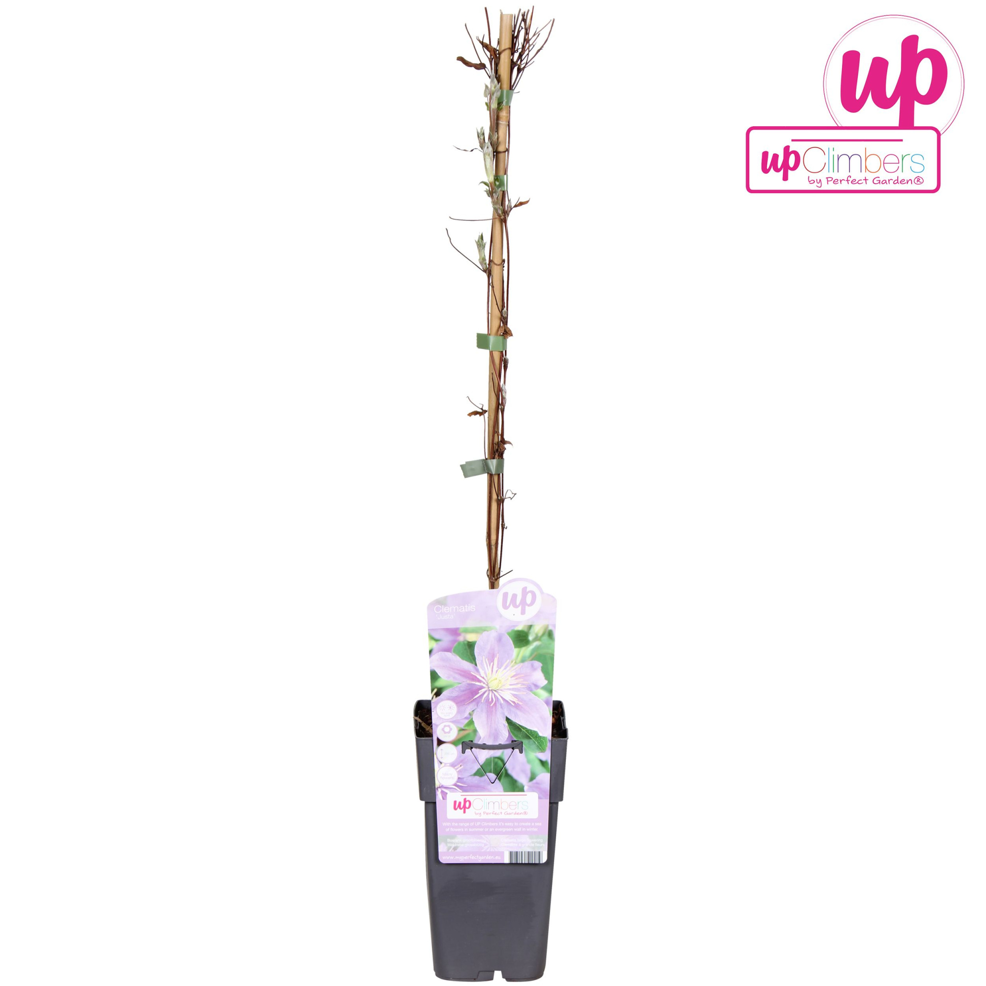 Clematis Justa P15, D 15