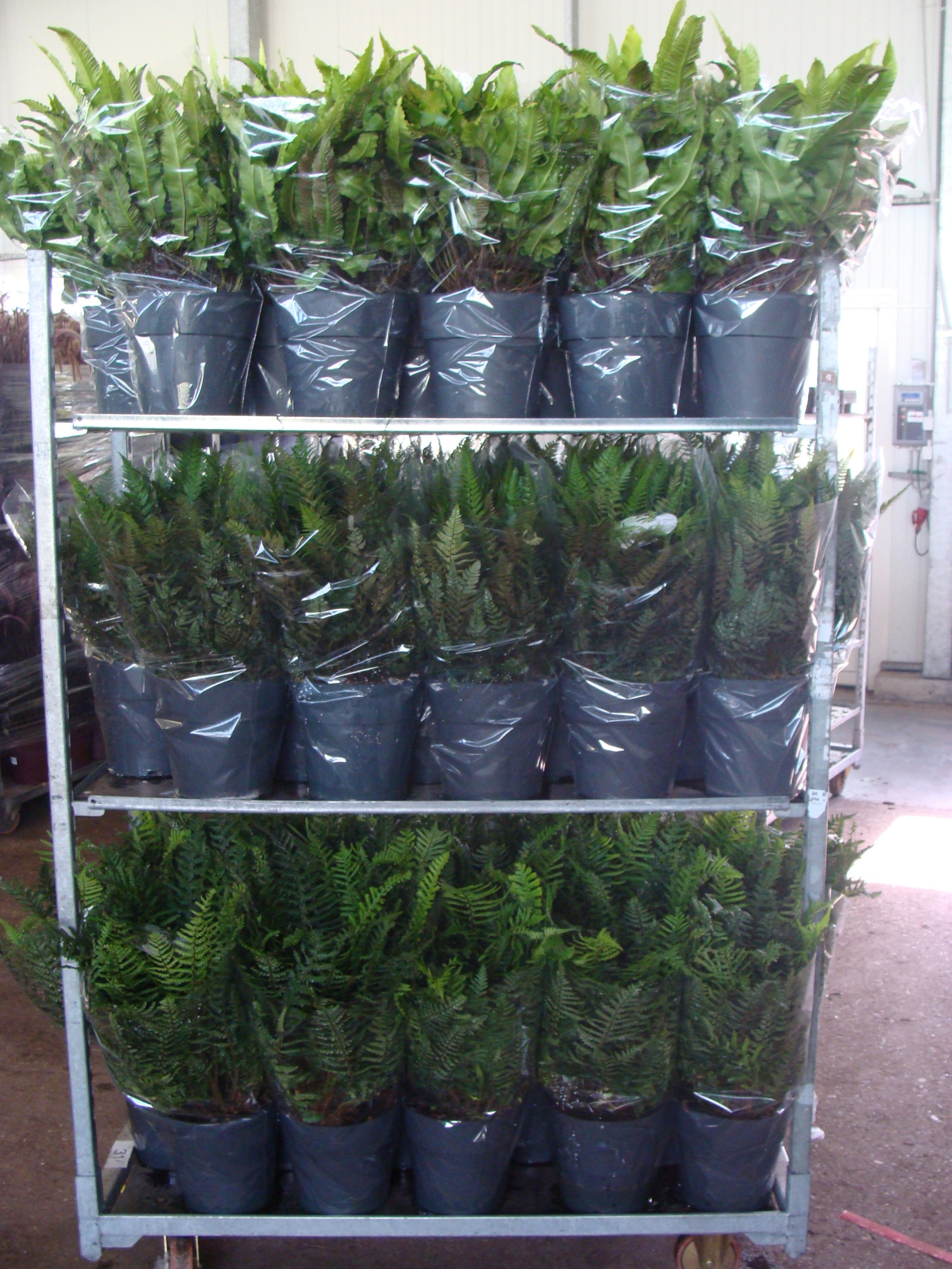 Varens mix per cc, D 24 cm