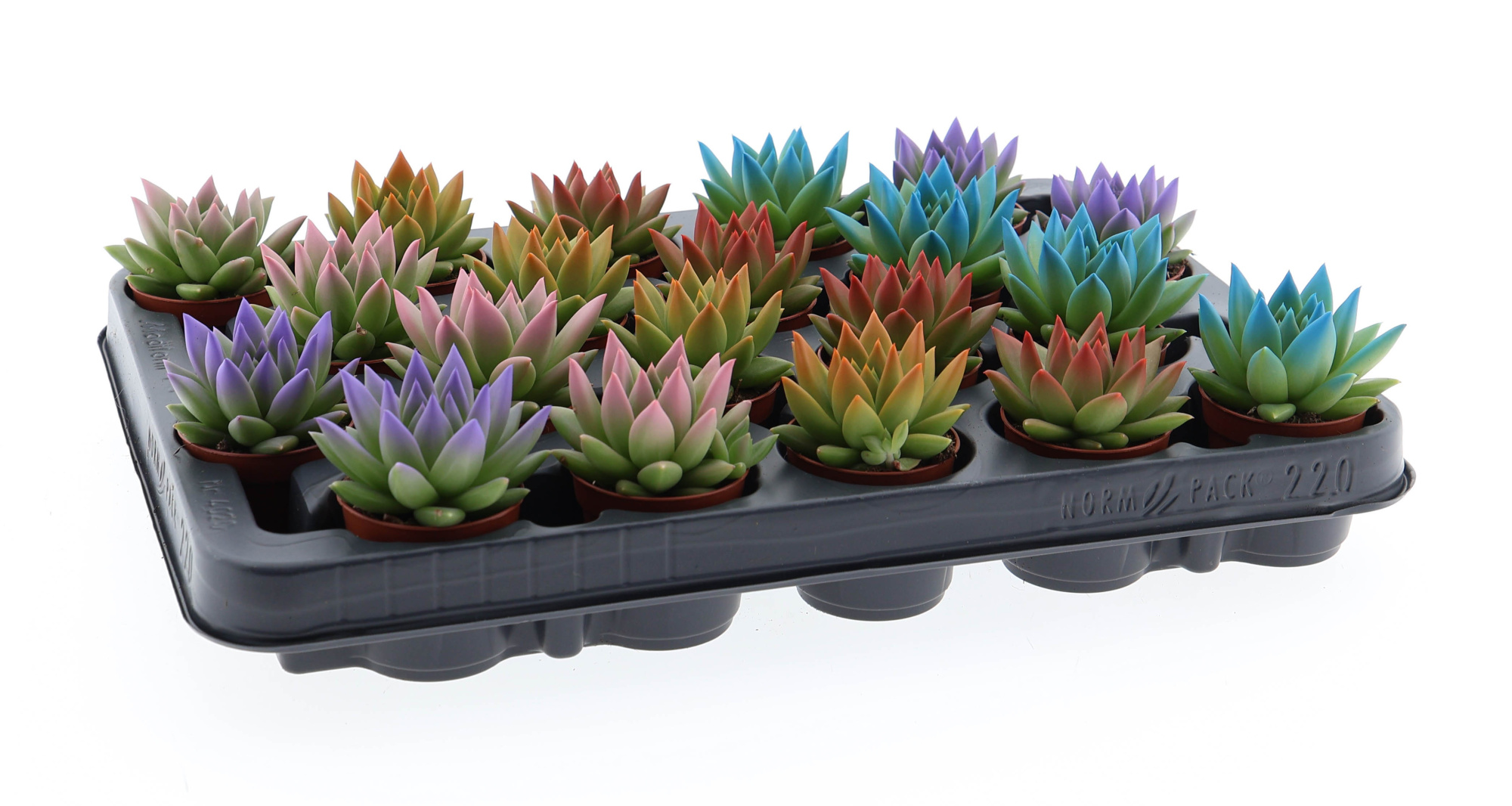 Rainbow tips mix, D 5,5